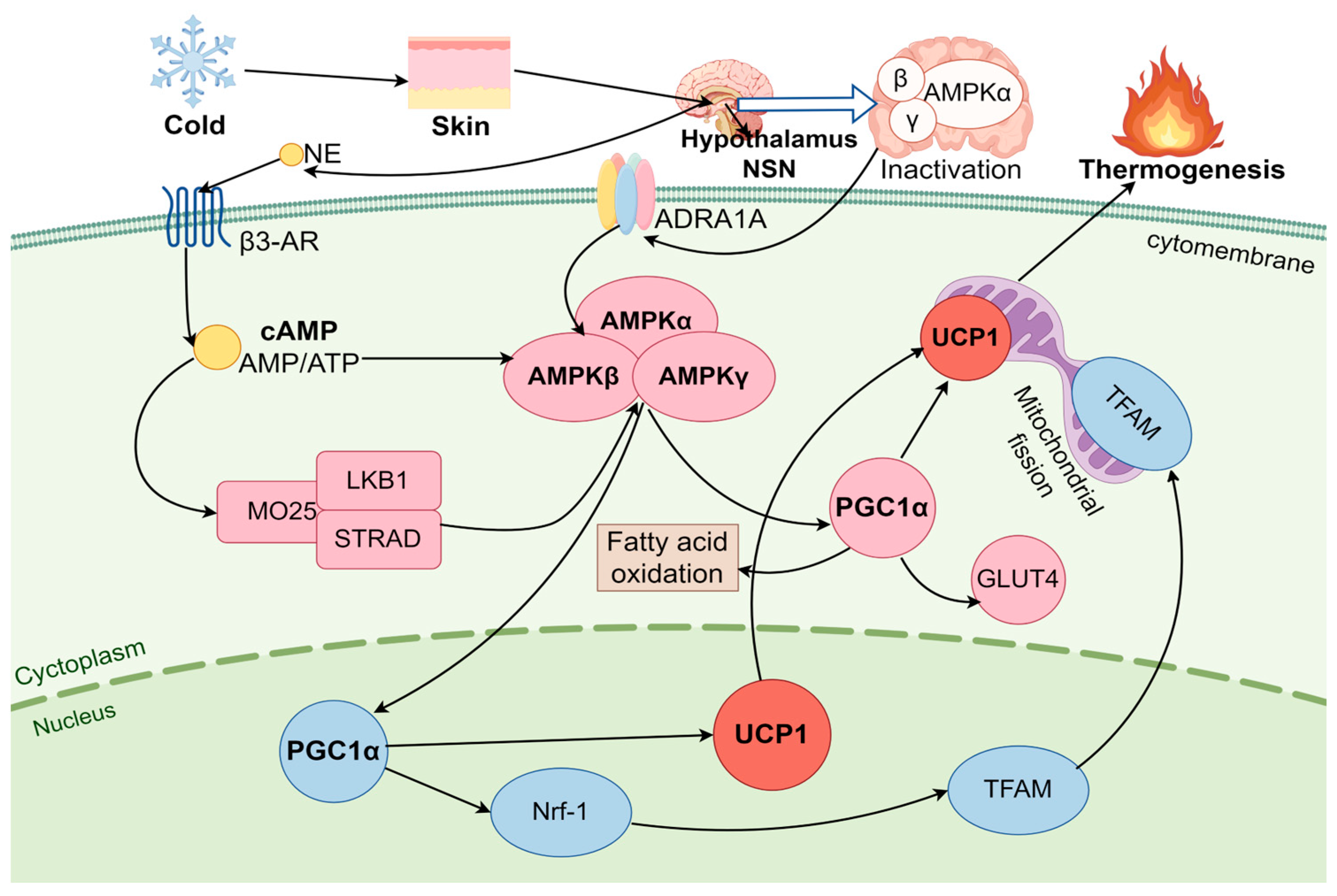 Thermogenesis and Energy Metabolism in Brown Adipose Tissue in Animals ...