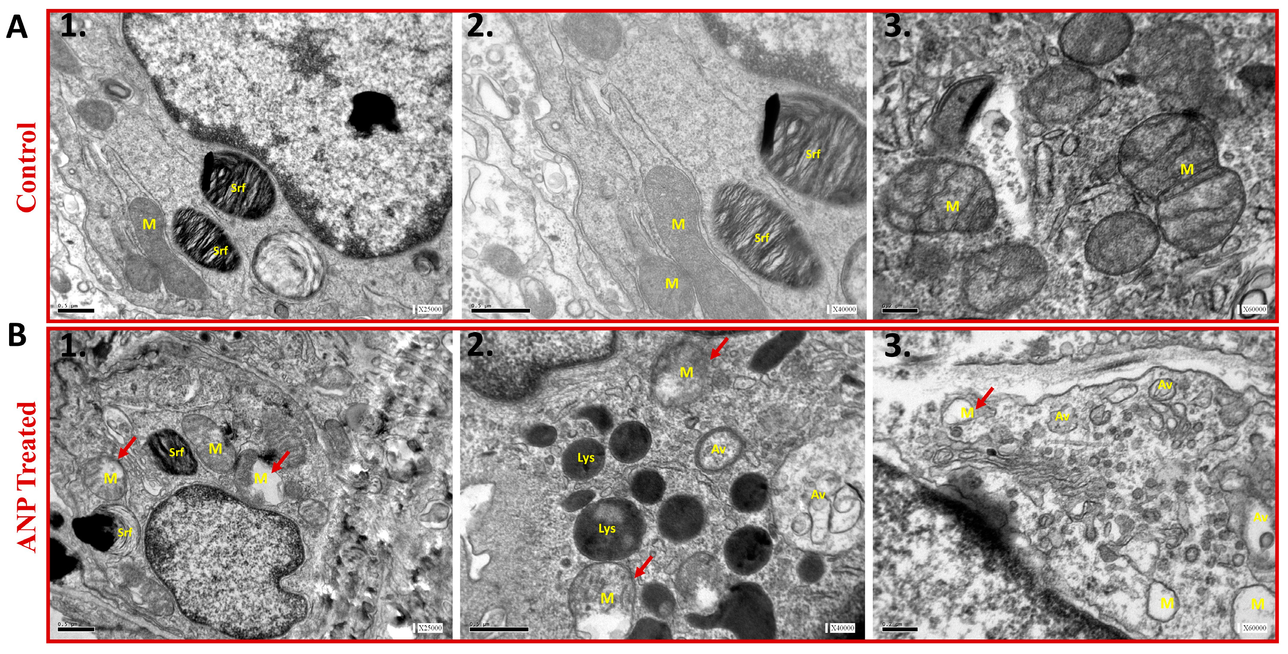 Ijms 26 03374 g004 Ijms 26 03374 g004