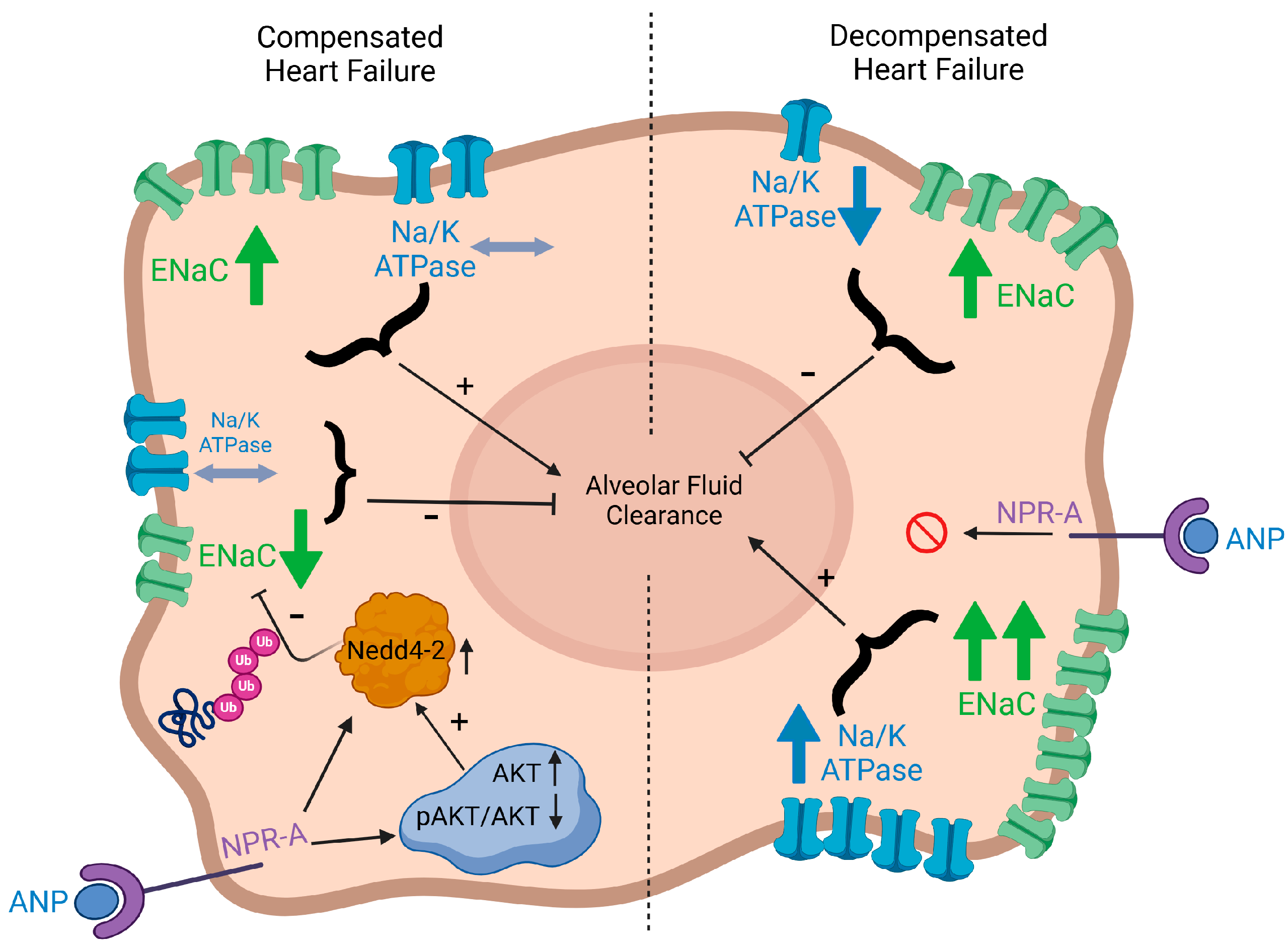 Ijms 26 03374 g009 Ijms 26 03374 g009