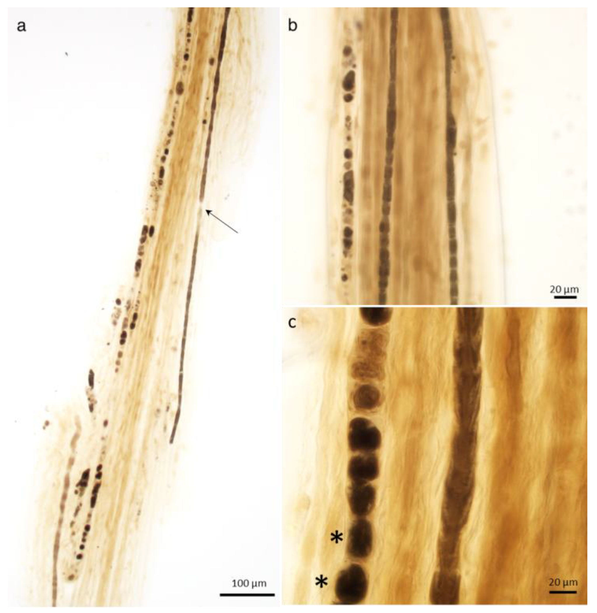 Ijms 26 03377 g003