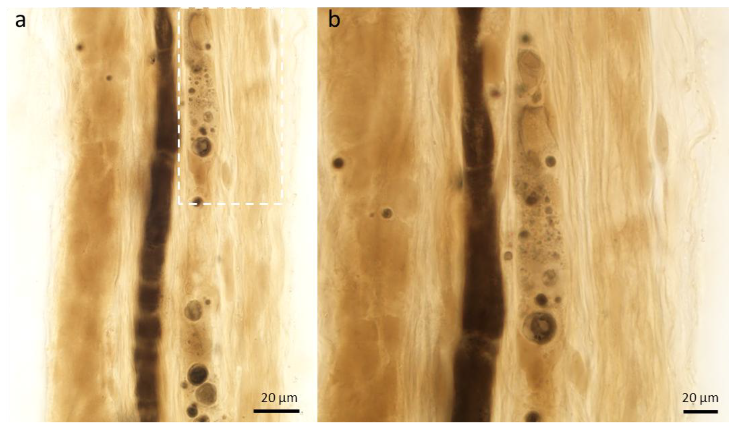 Ijms 26 03377 g004