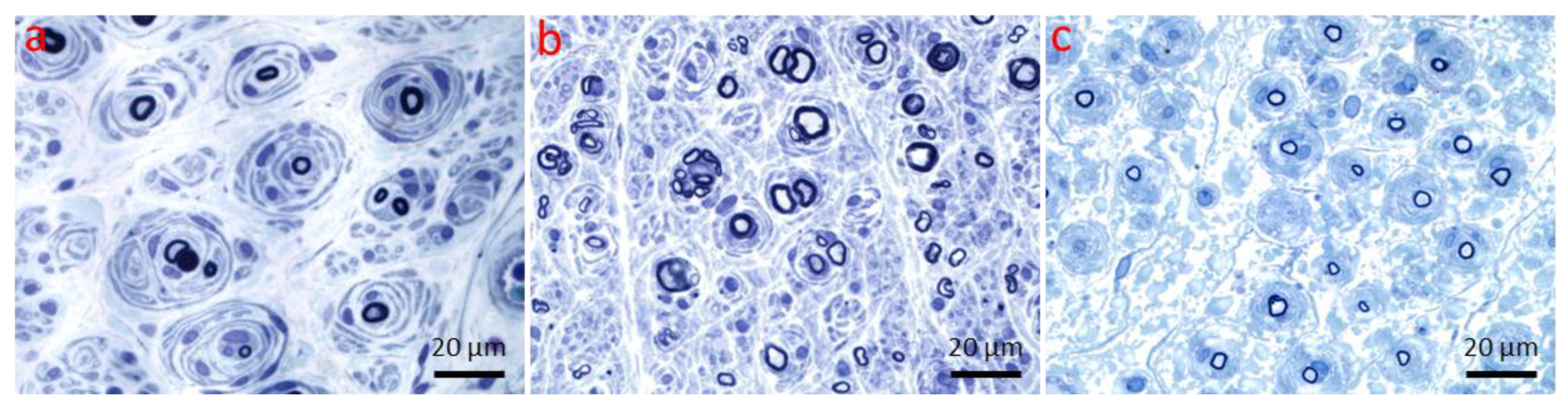 Ijms 26 03377 g012