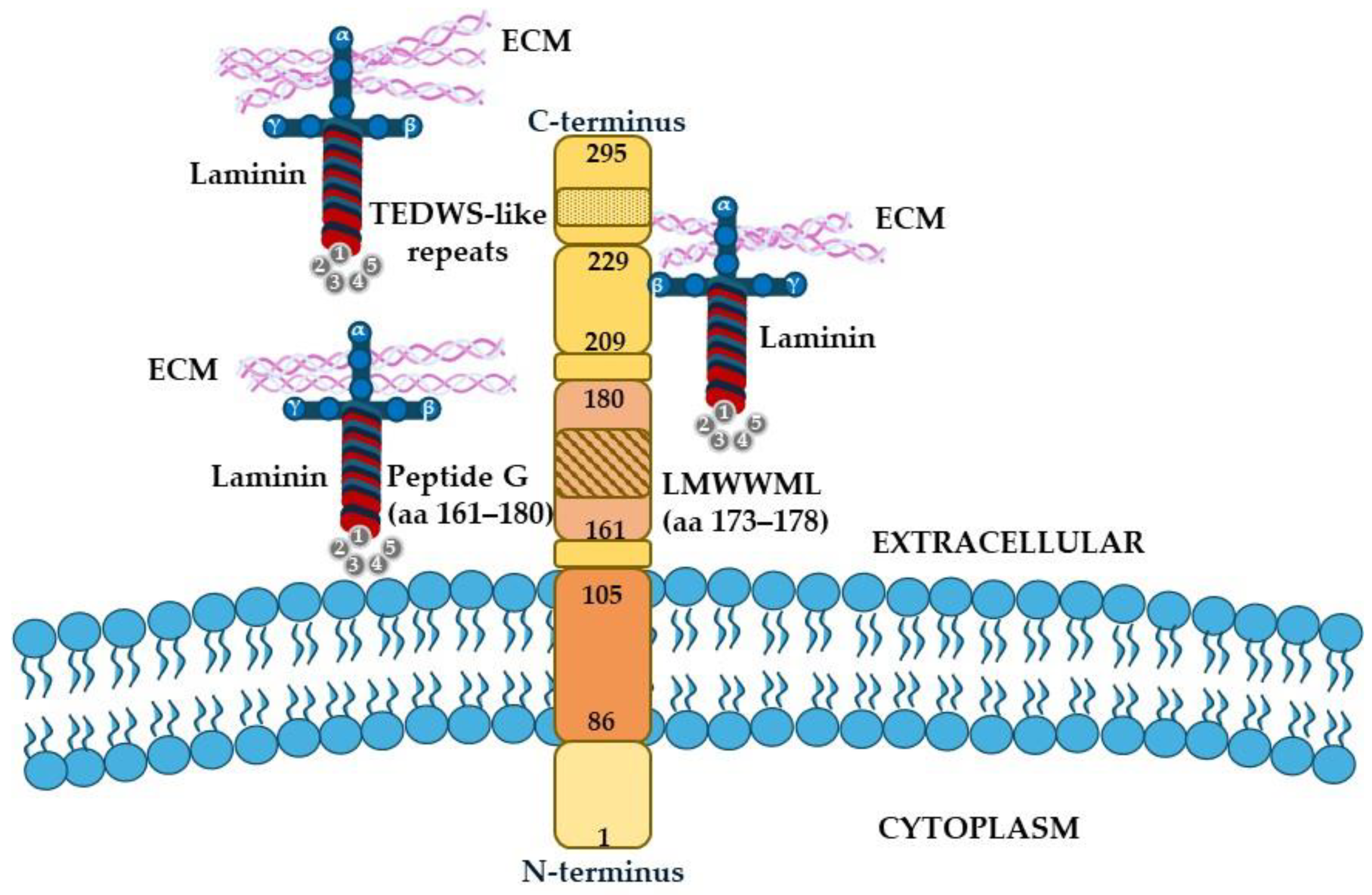Non-Integrin Laminin Receptors: Shedding New Light and Clarity on Their ...