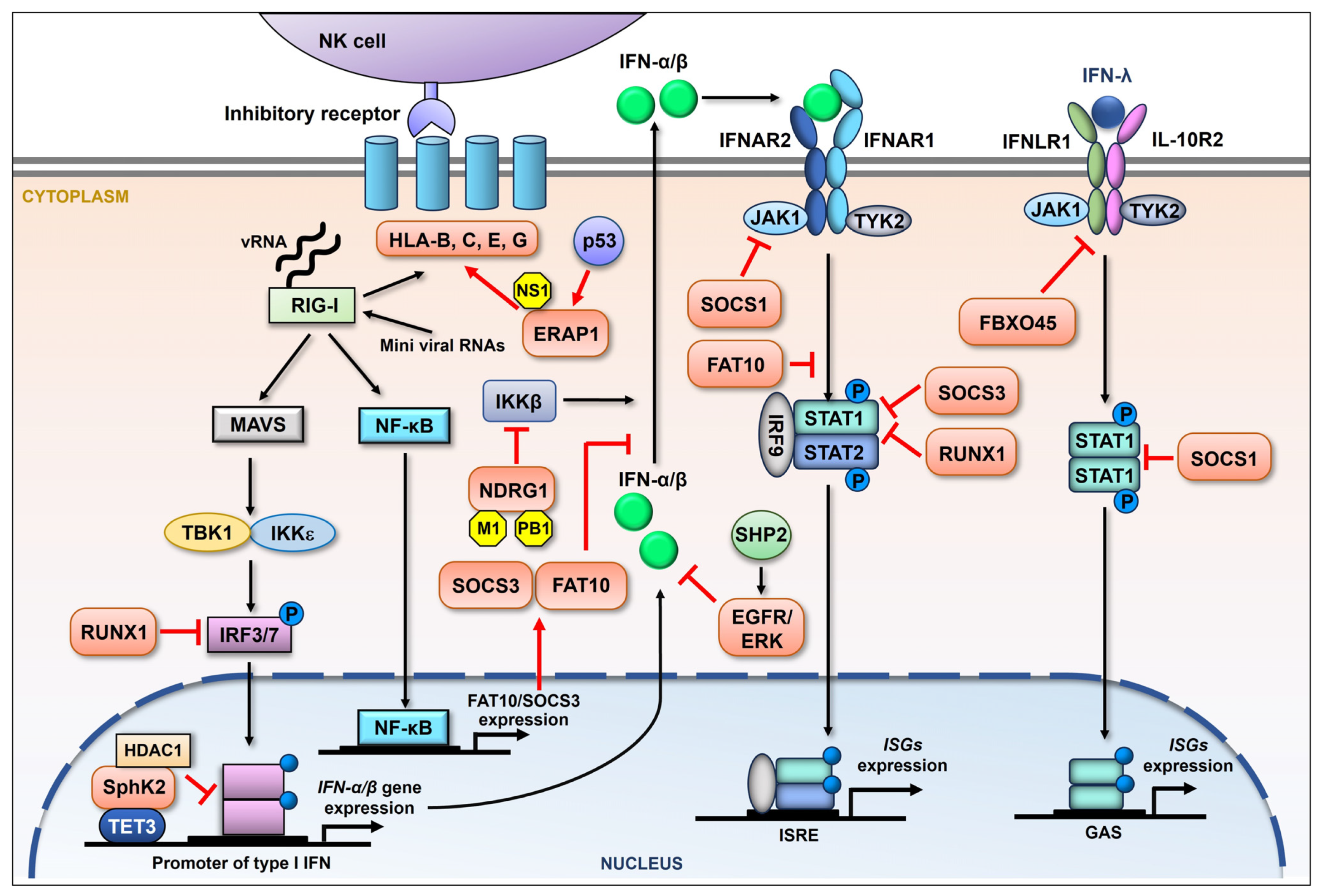 Ijms 26 03584 g002 Ijms 26 03584 g002