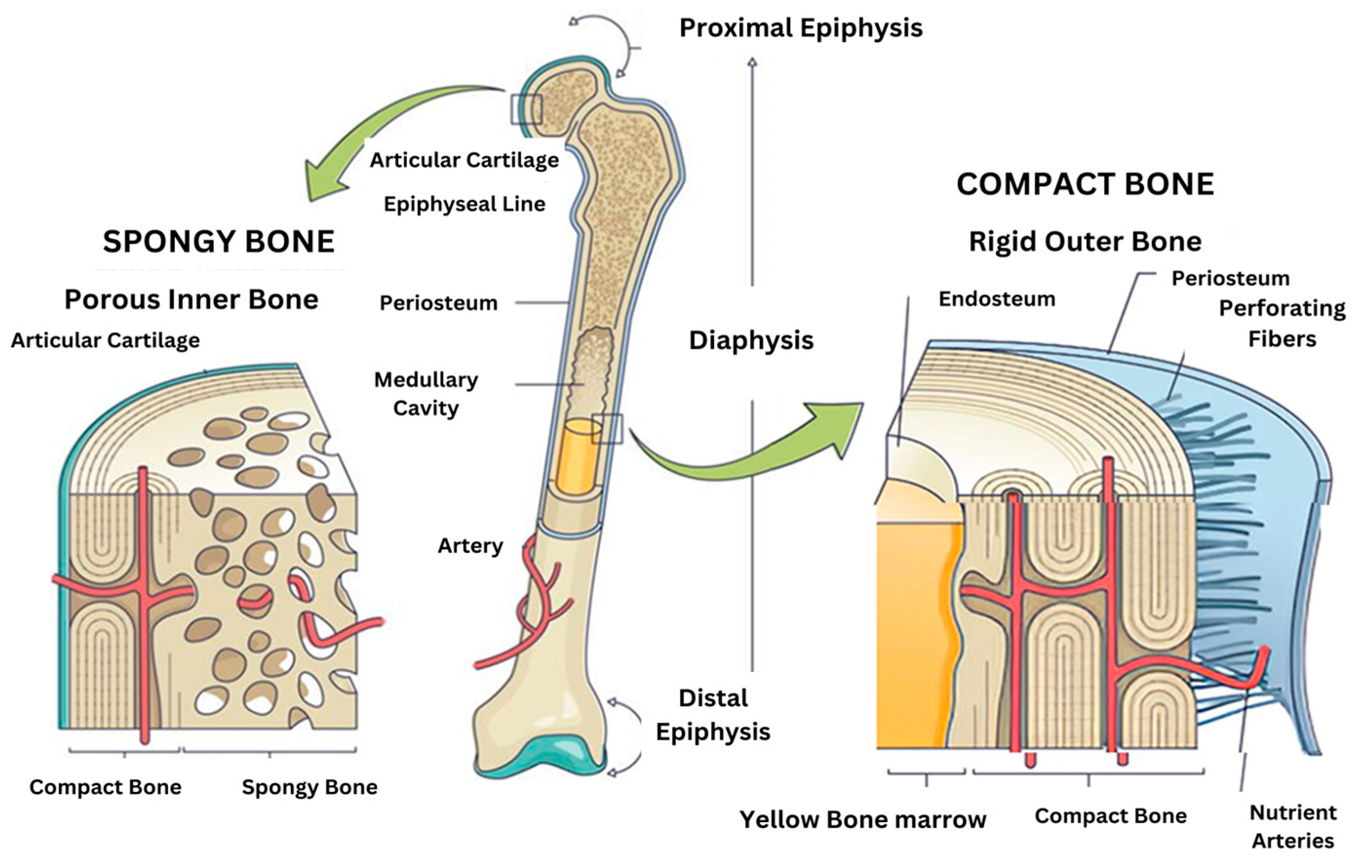 Ijms 26 03876 g001 Ijms 26 03876 g001