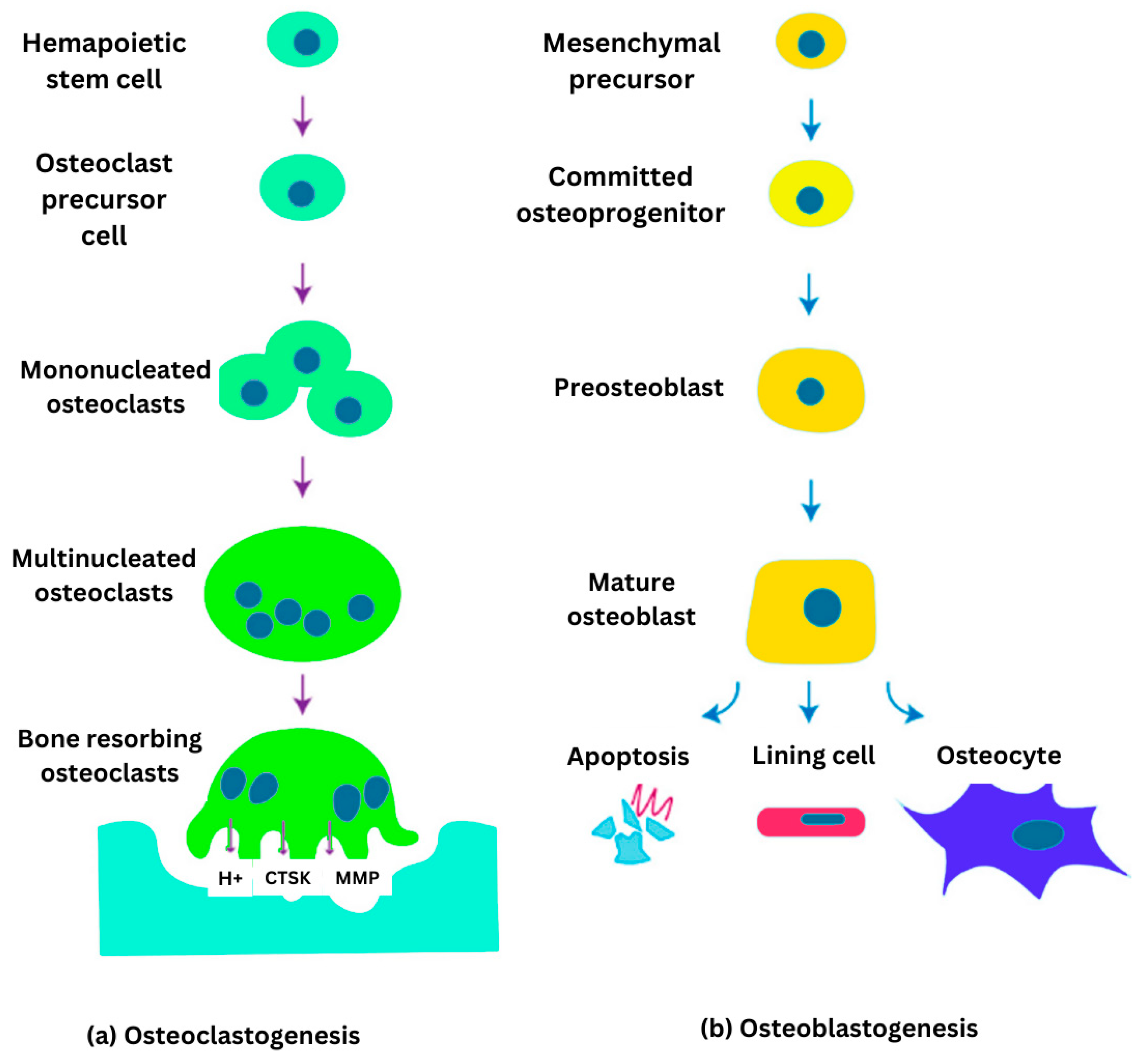 Ijms 26 03876 g002 Ijms 26 03876 g002