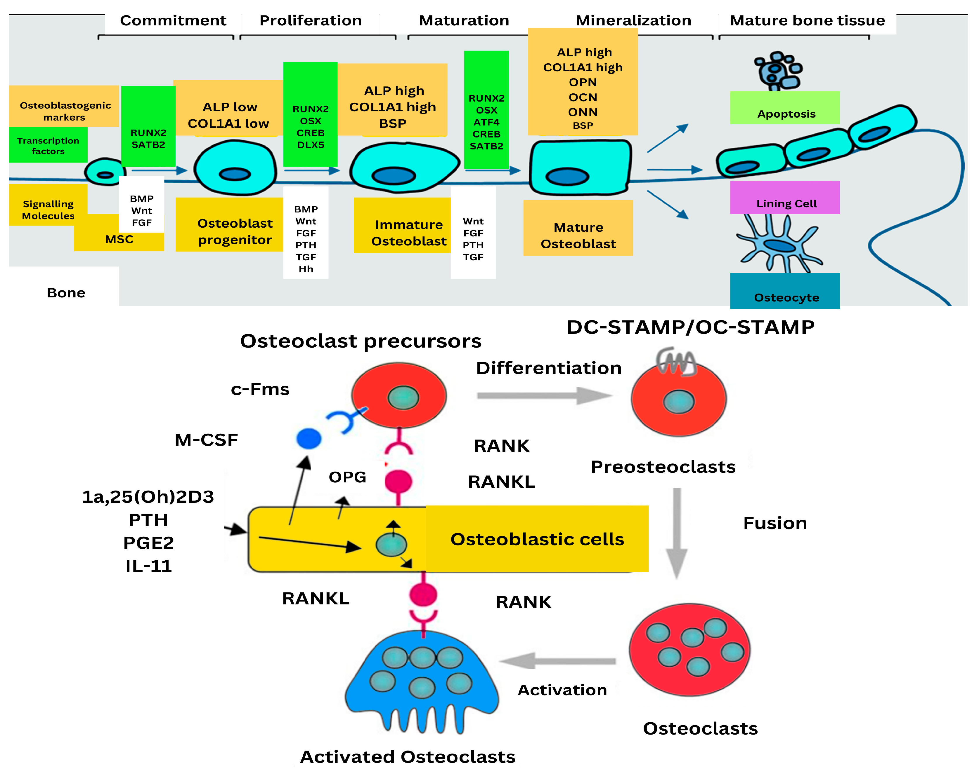 Ijms 26 03876 g004 Ijms 26 03876 g004