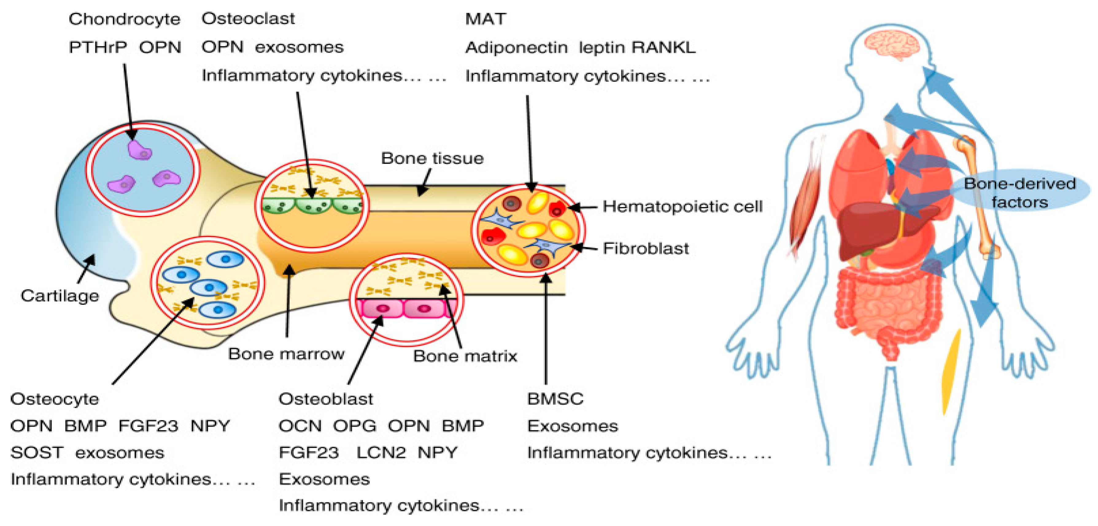 Ijms 26 03876 g005 Ijms 26 03876 g005