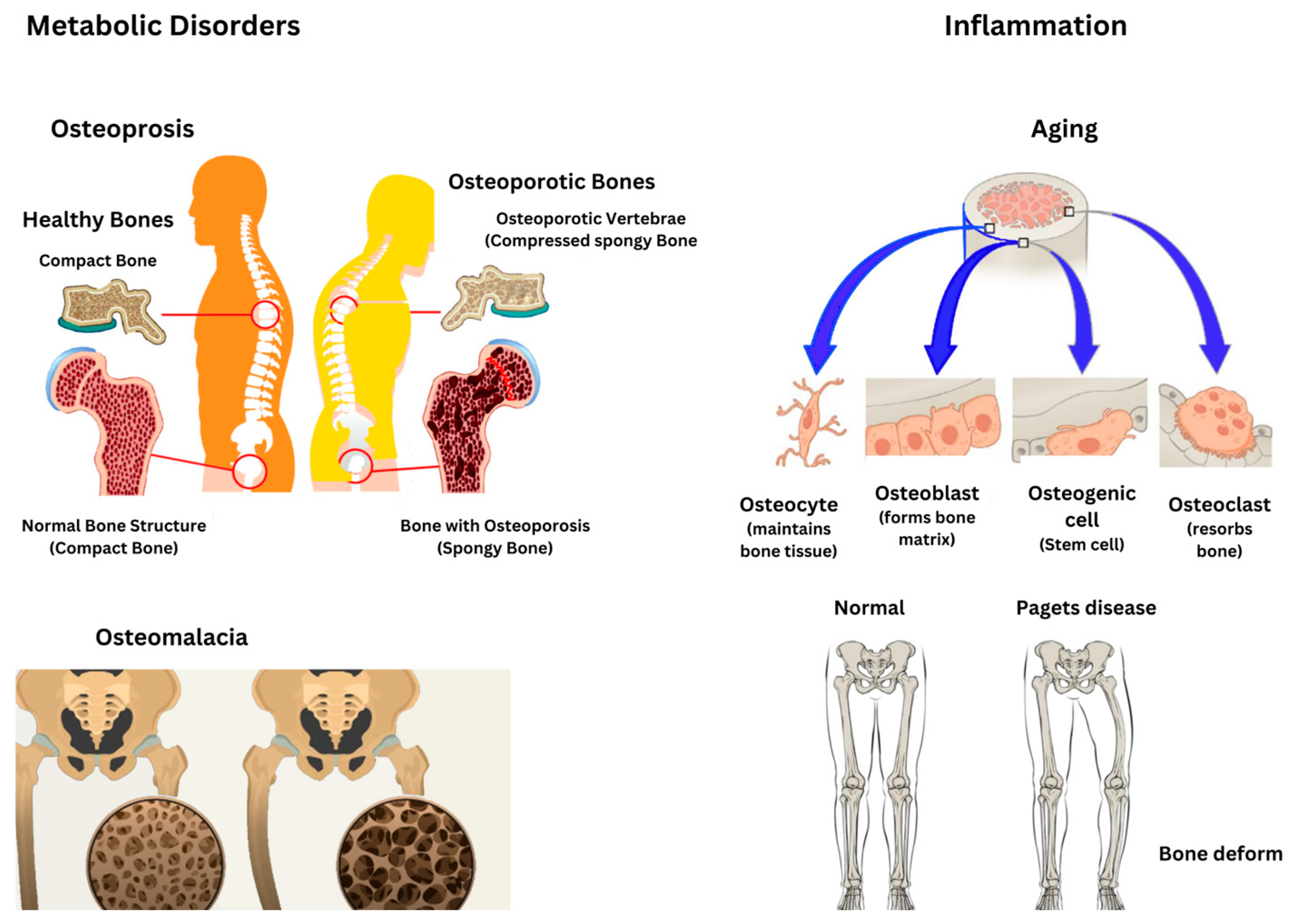 Ijms 26 03876 g006 Ijms 26 03876 g006