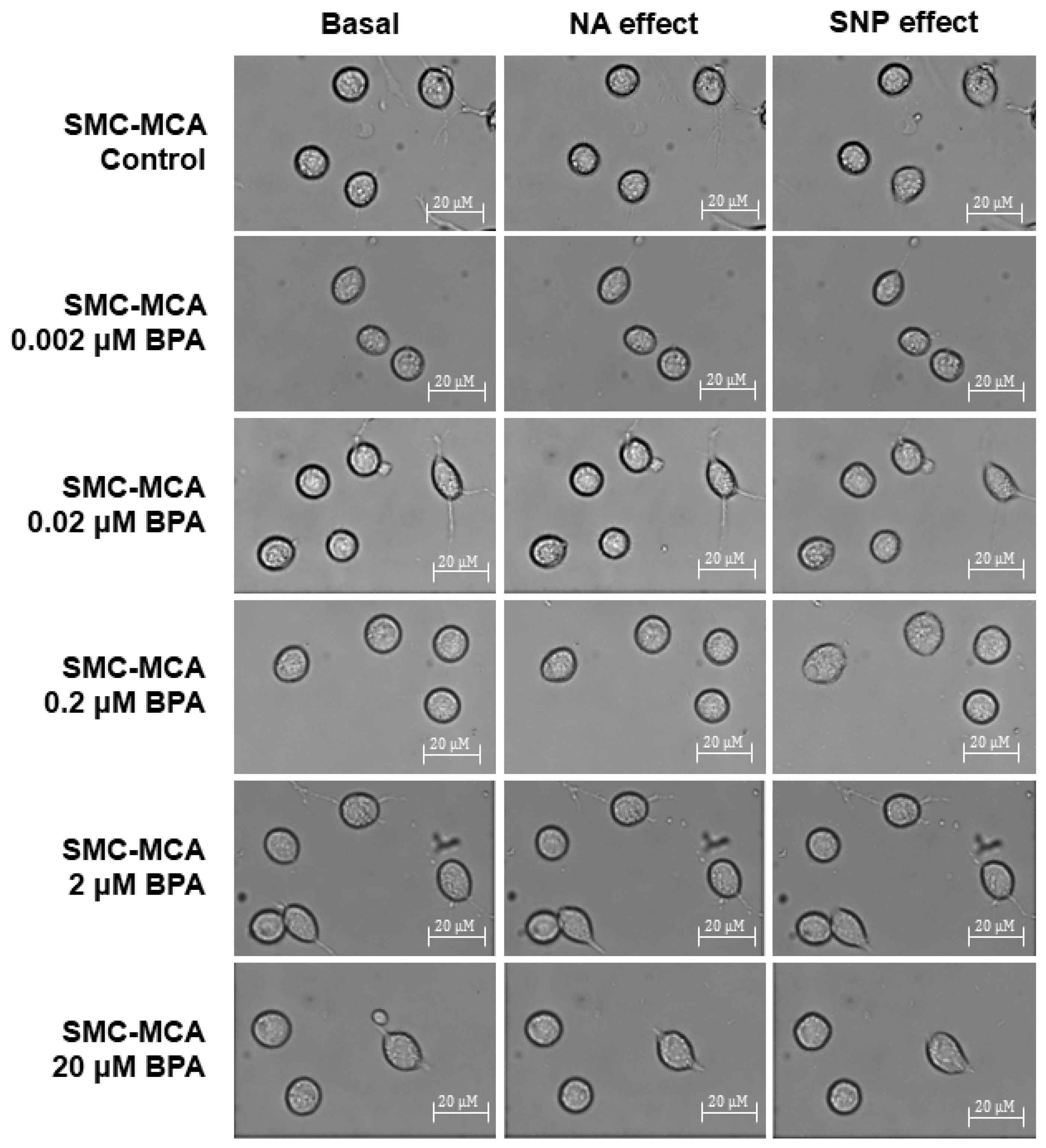 Ijms 26 03896 g004 Ijms 26 03896 g004
