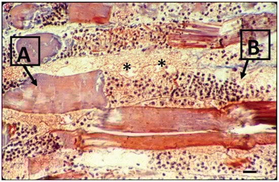 Ijms 26 03950 g003