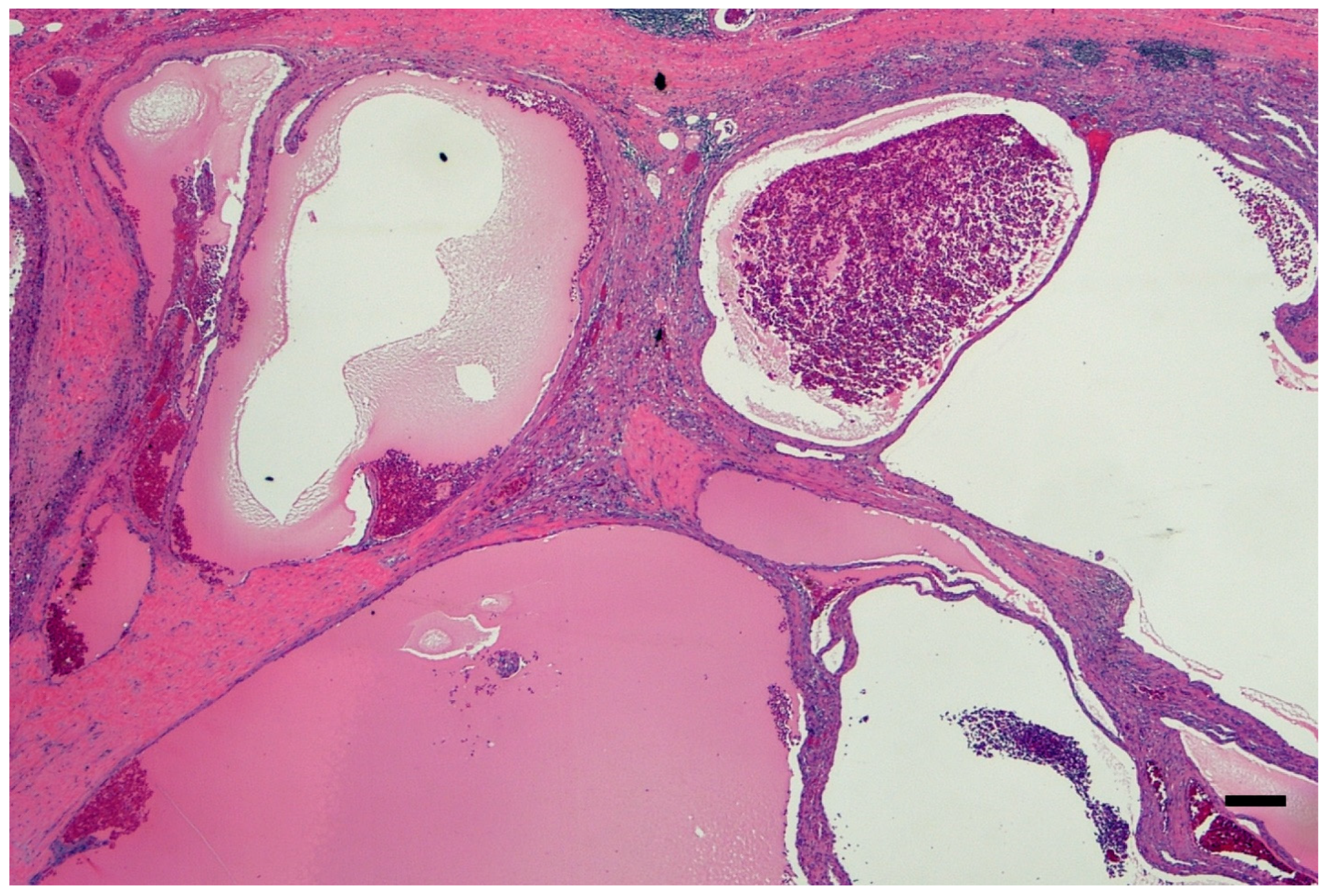 Ijms 26 03965 g003