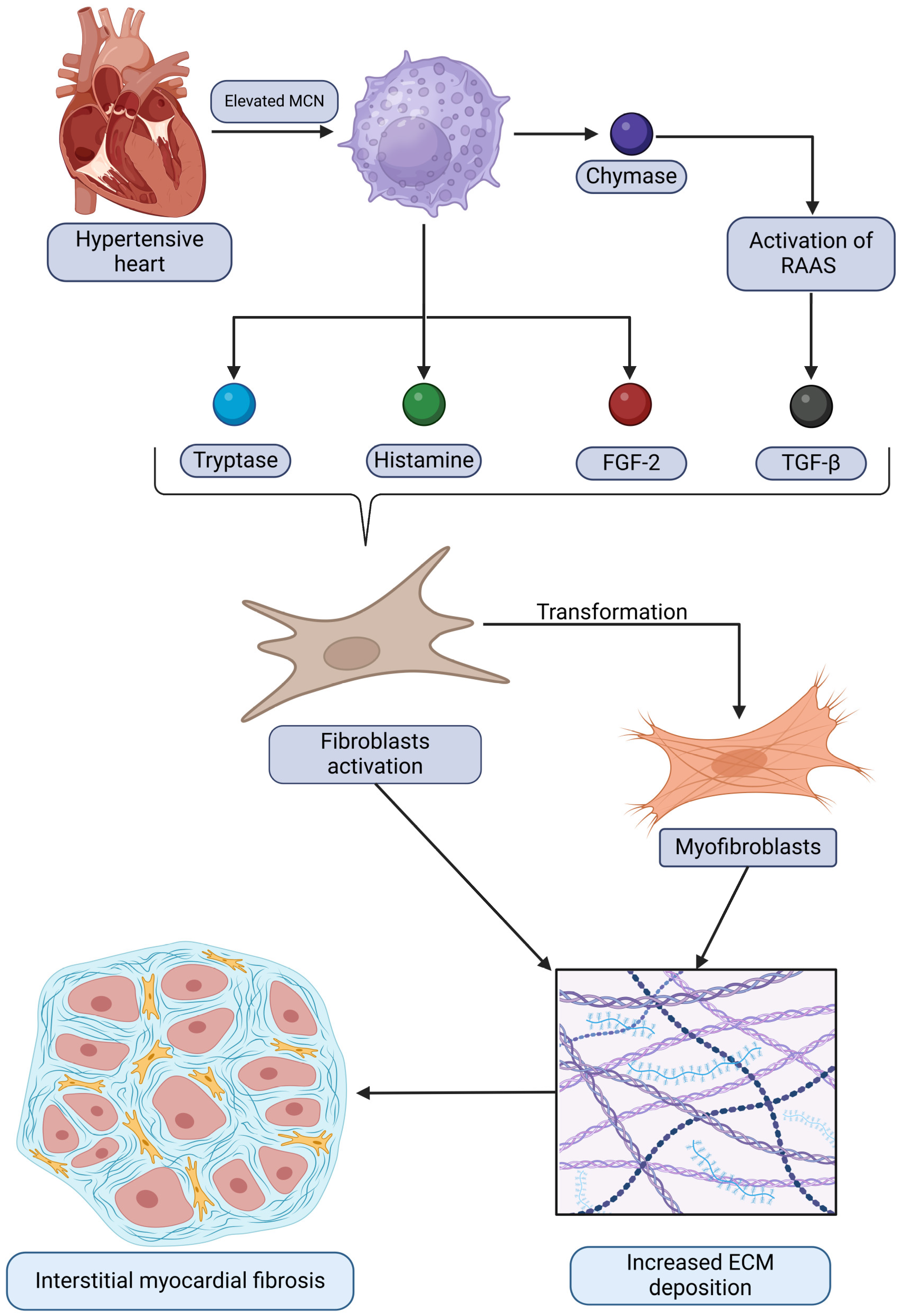 Ijms 26 04022 g001 Ijms 26 04022 g001