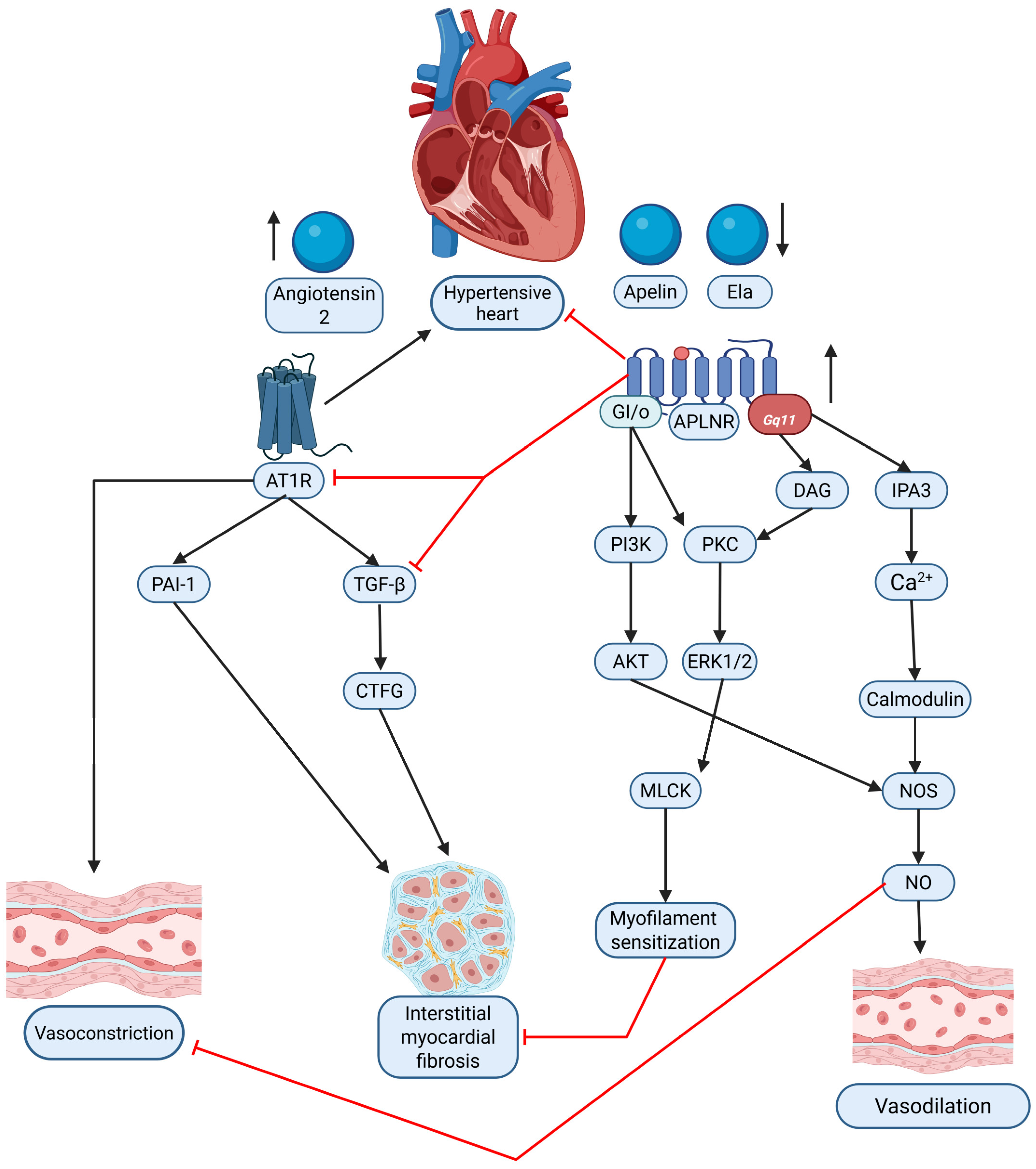 Ijms 26 04022 g002 Ijms 26 04022 g002