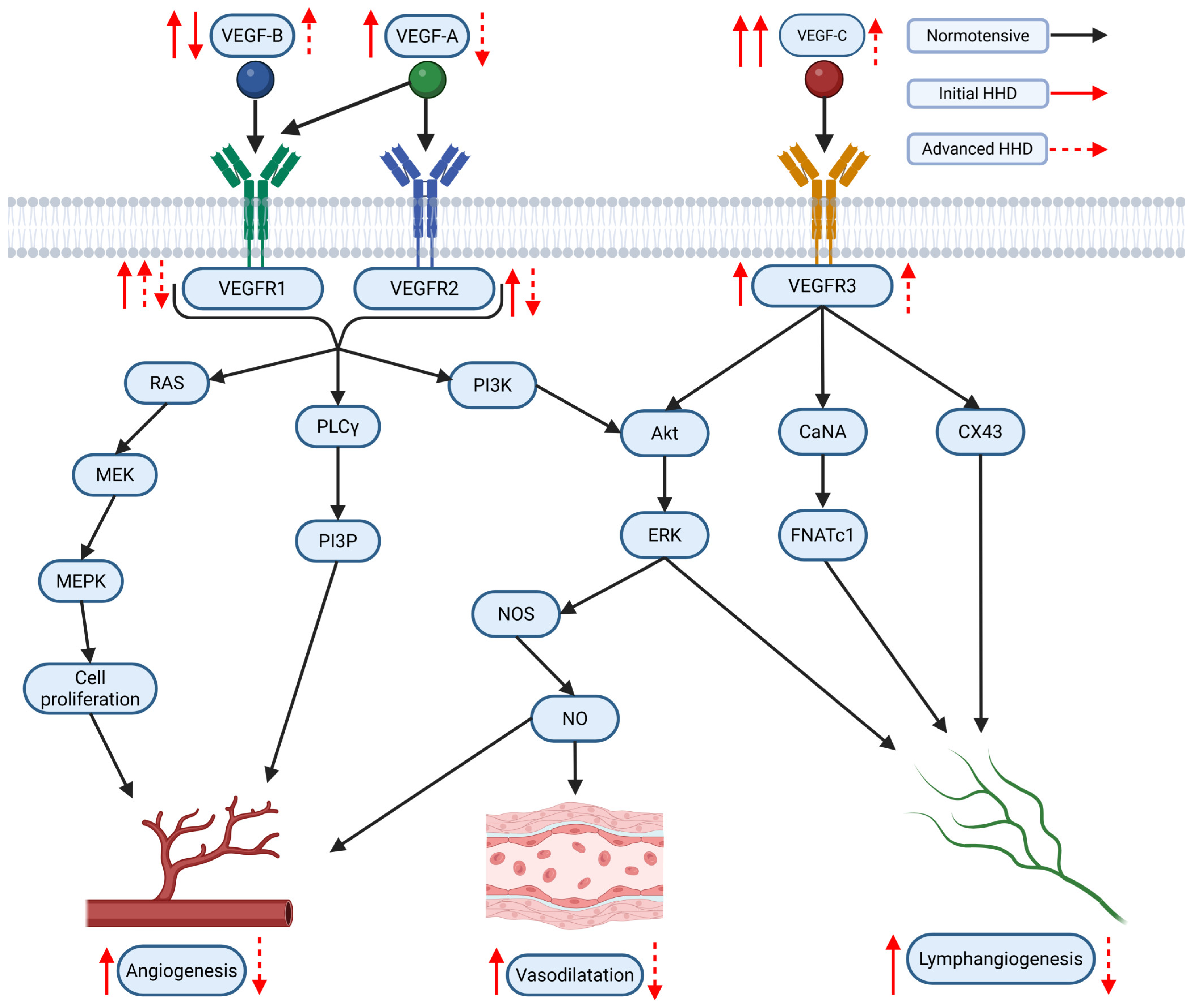 Ijms 26 04022 g003 Ijms 26 04022 g003