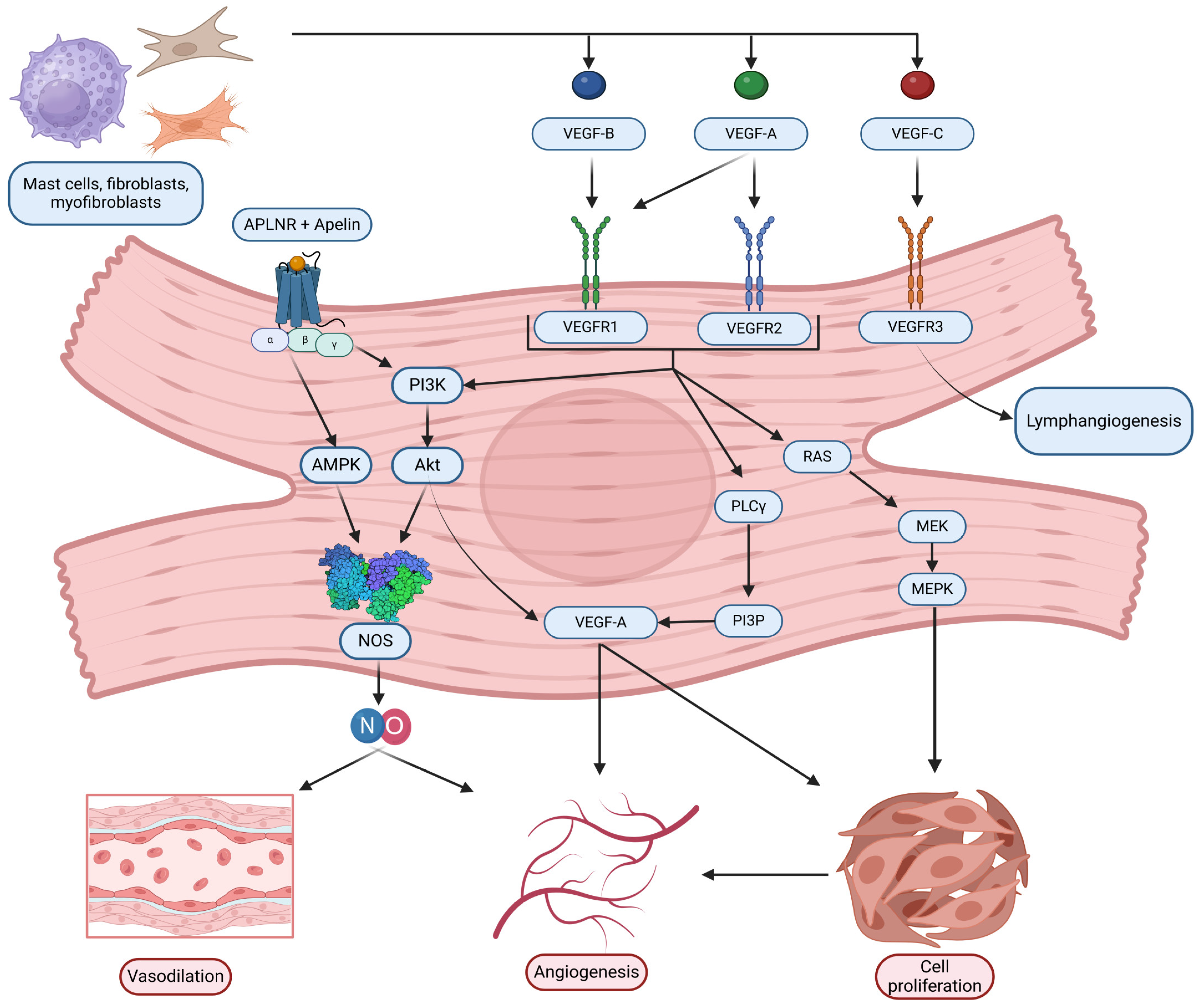 Ijms 26 04022 g004 Ijms 26 04022 g004