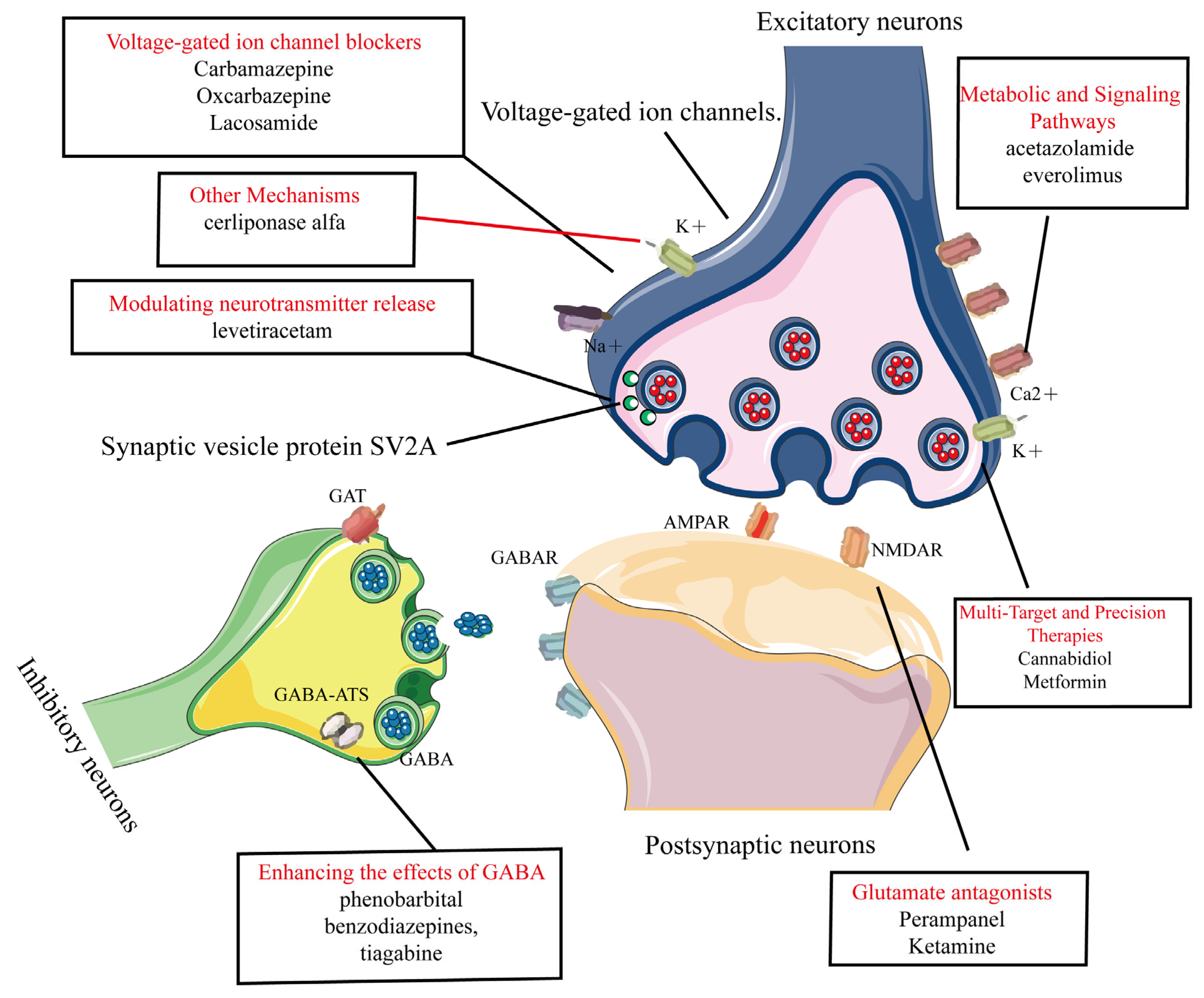 Ijms 26 04035 g003 Ijms 26 04035 g003