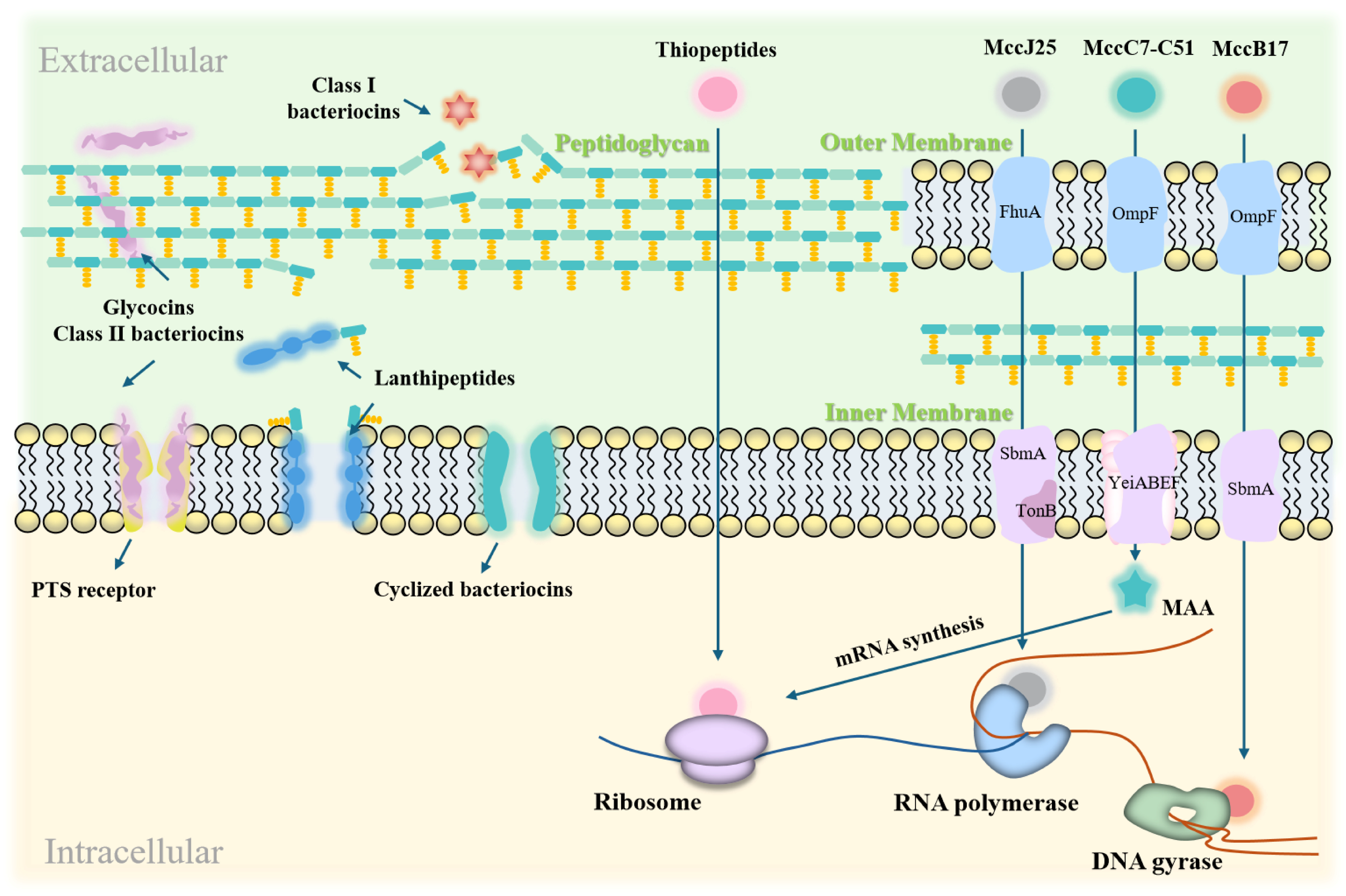 Ijms 26 04124 g003 Ijms 26 04124 g003