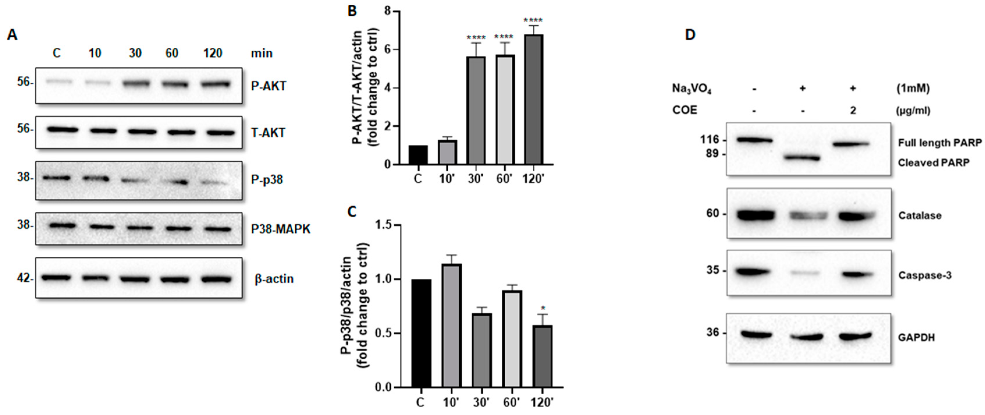 Ijms 26 04142 g004 Ijms 26 04142 g004