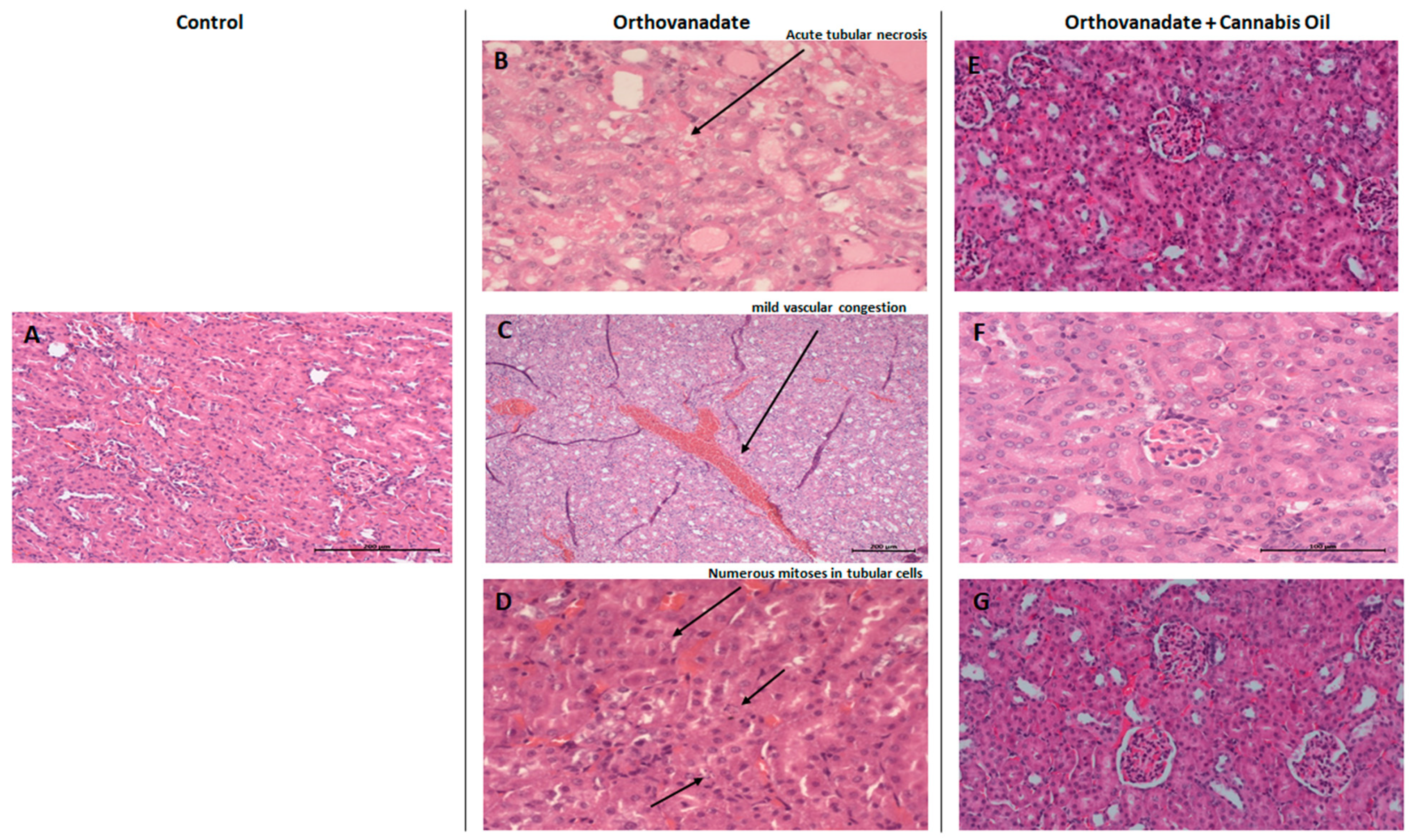 Ijms 26 04142 g006 Ijms 26 04142 g006