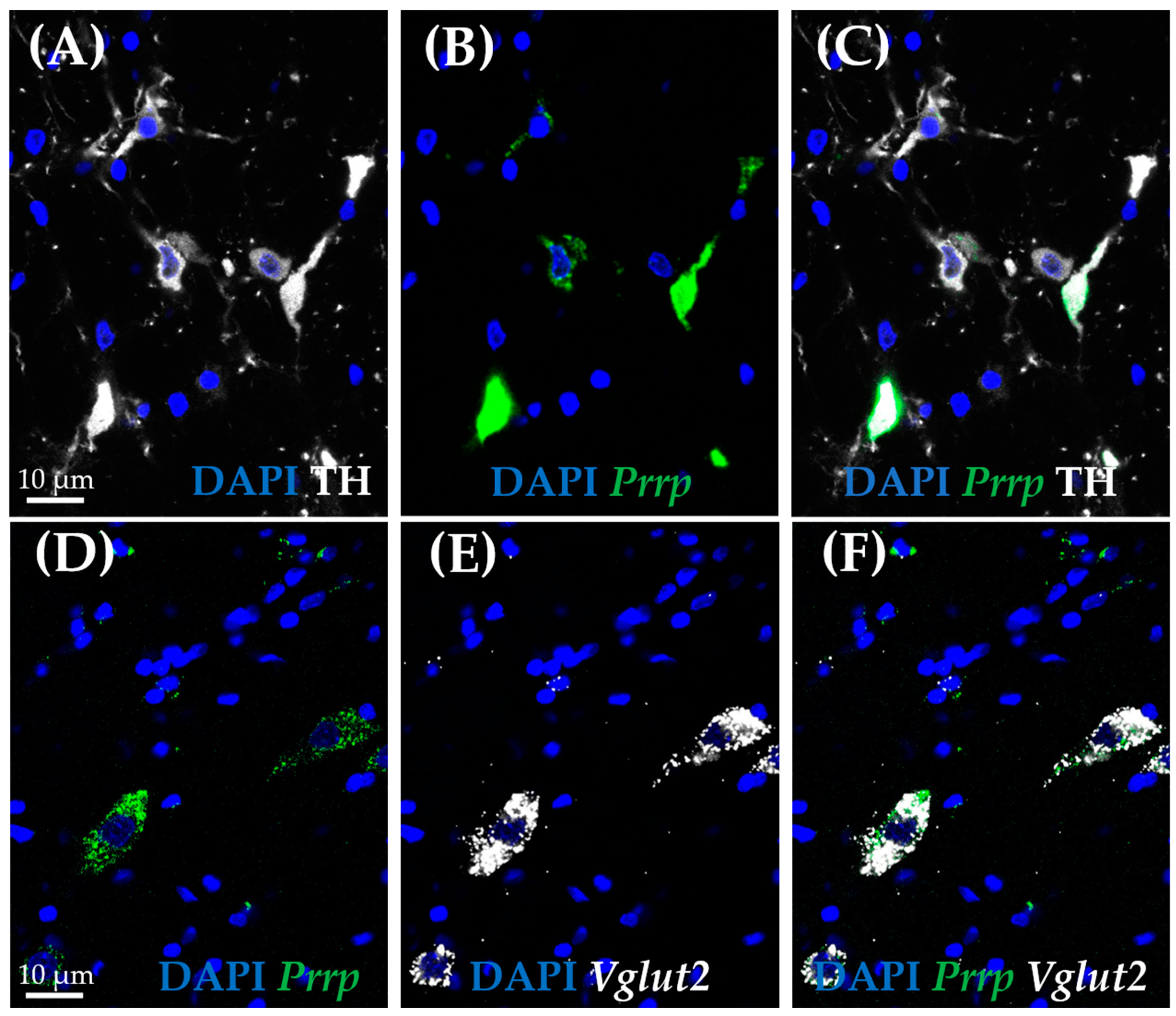 Ijms 26 04155 g005 Ijms 26 04155 g005