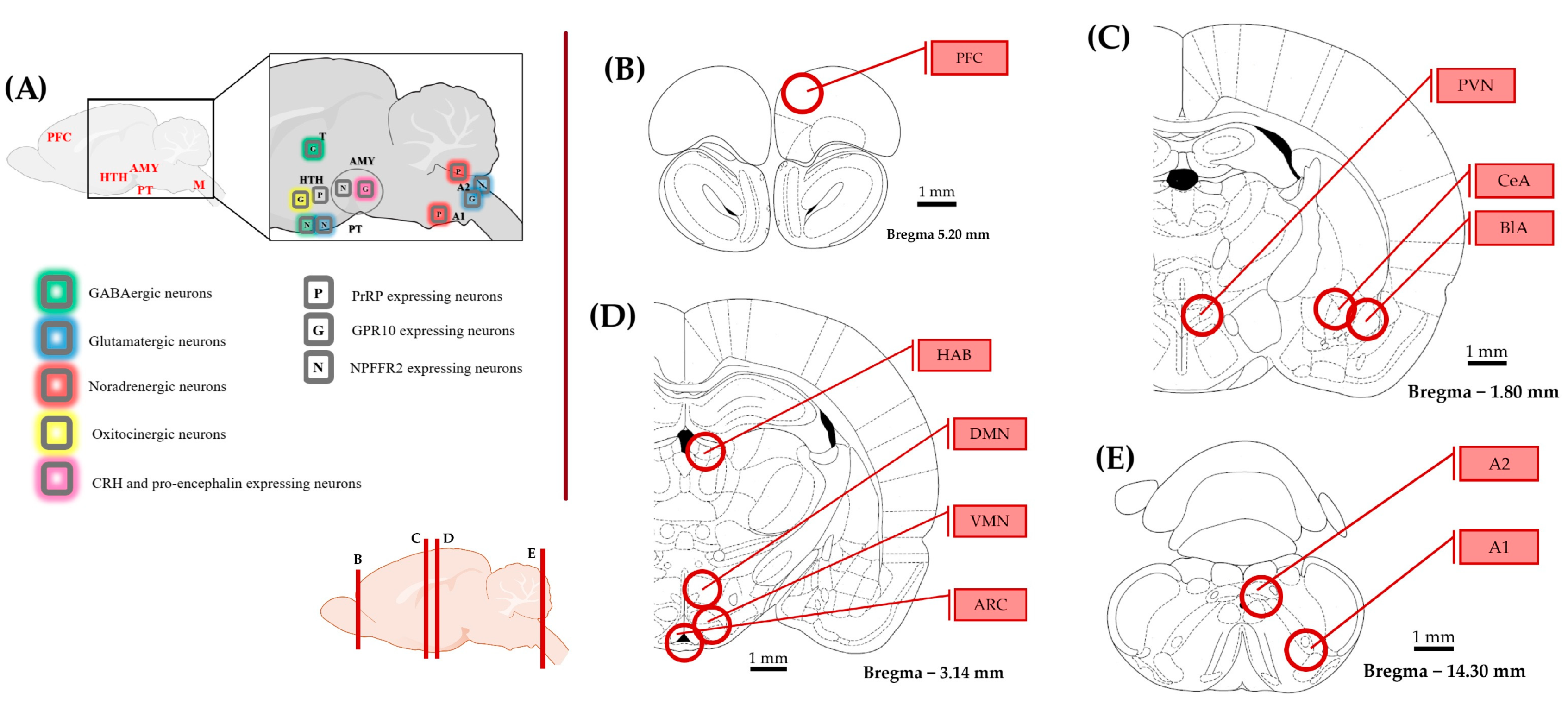 Ijms 26 04155 g007 Ijms 26 04155 g007