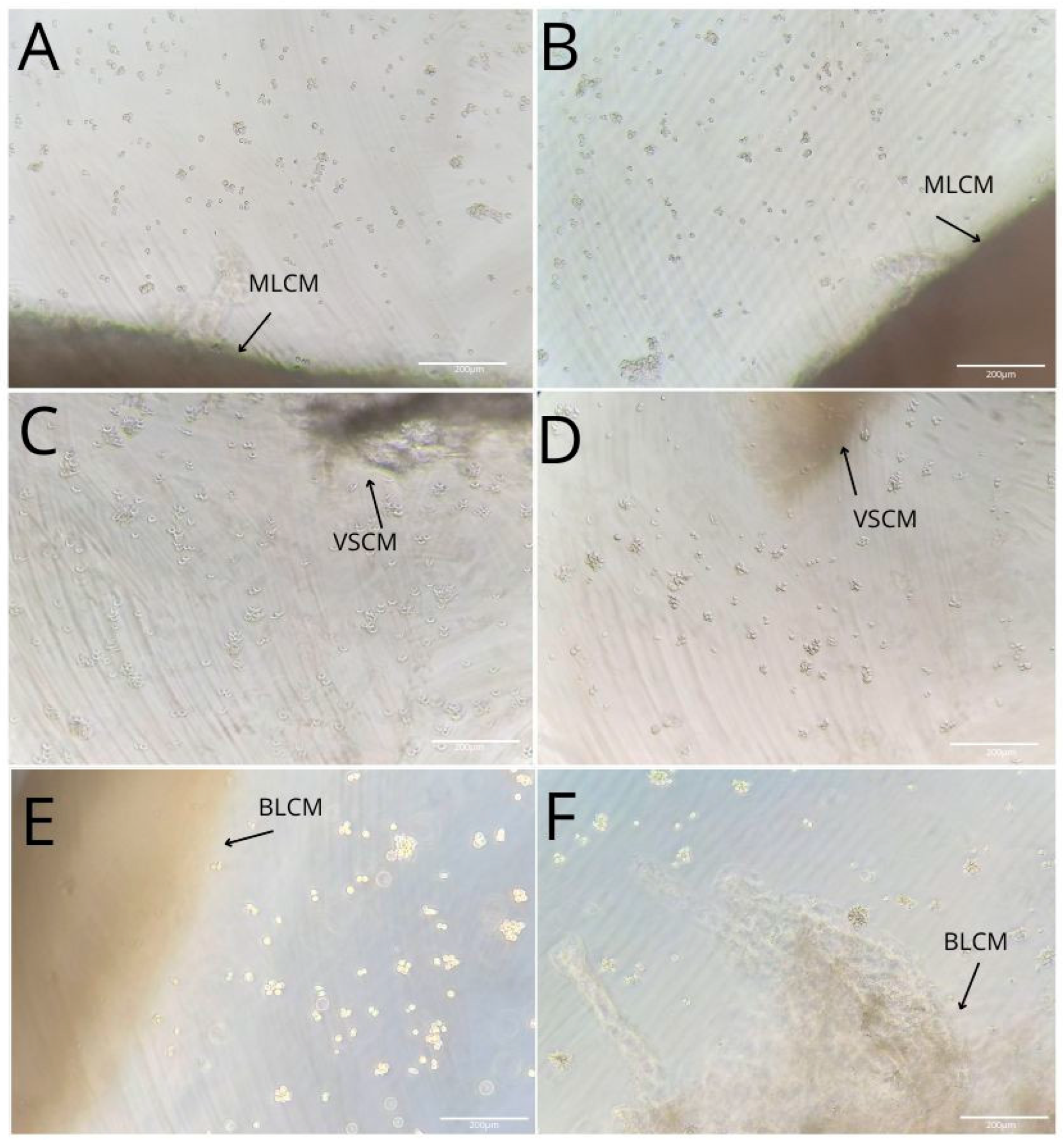 Ijms 26 04386 g002