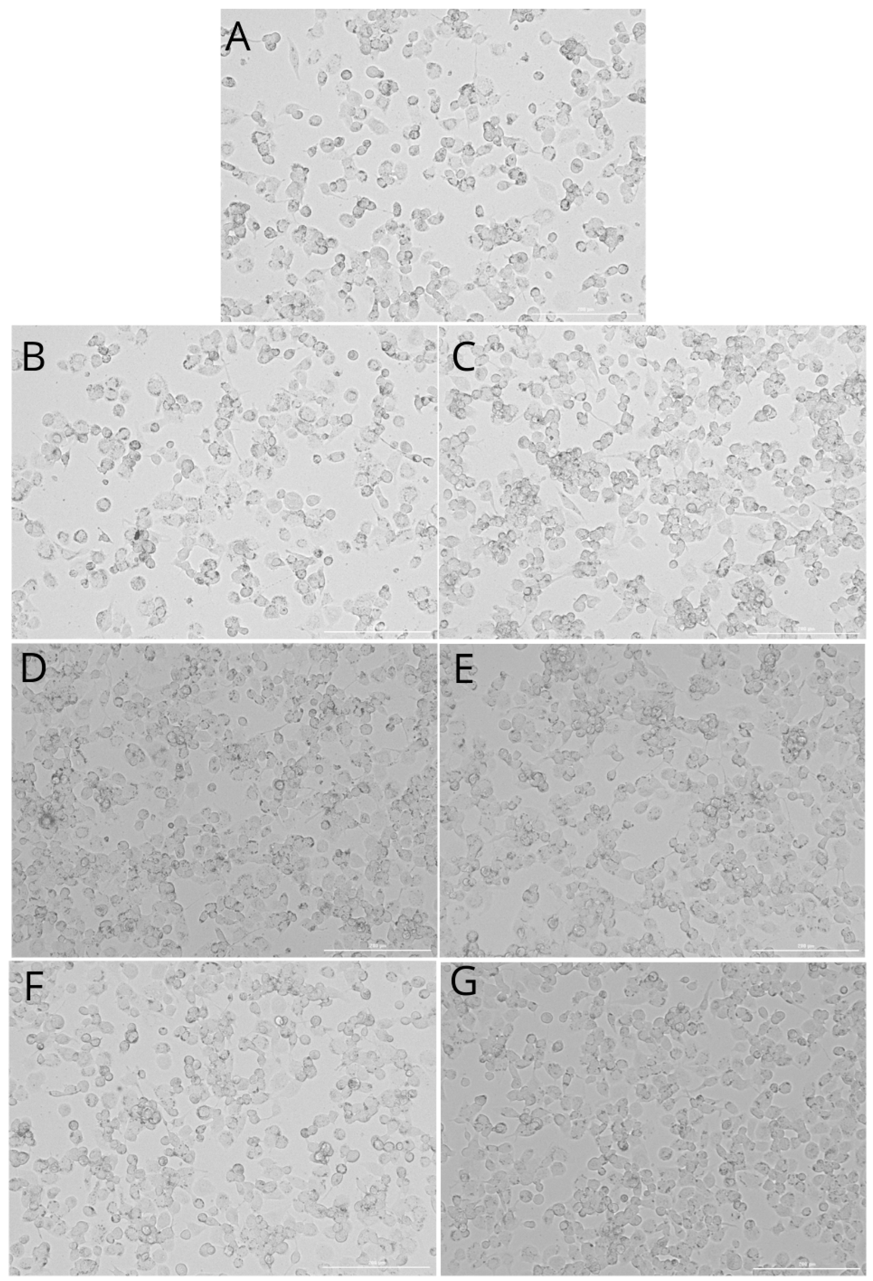 Ijms 26 04386 g004