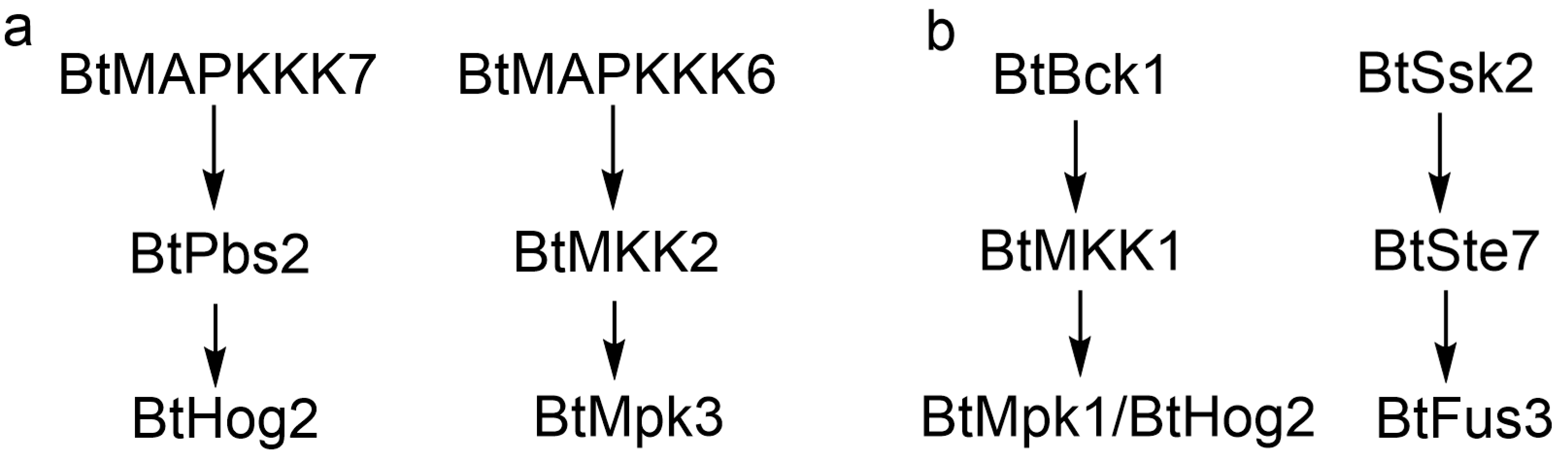 Ijms 26 04789 g008