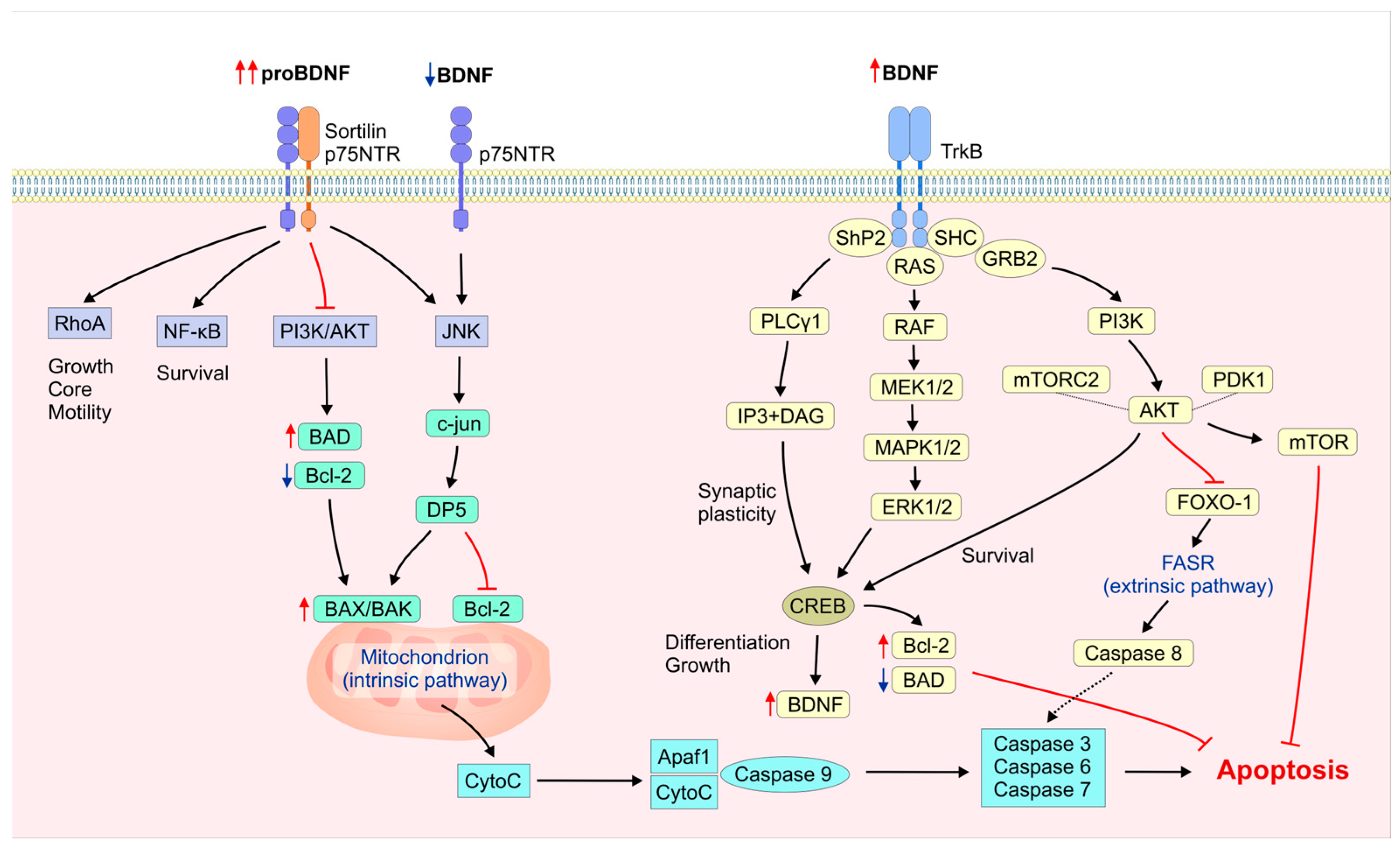 Ijms 26 04926 g001 Ijms 26 04926 g001