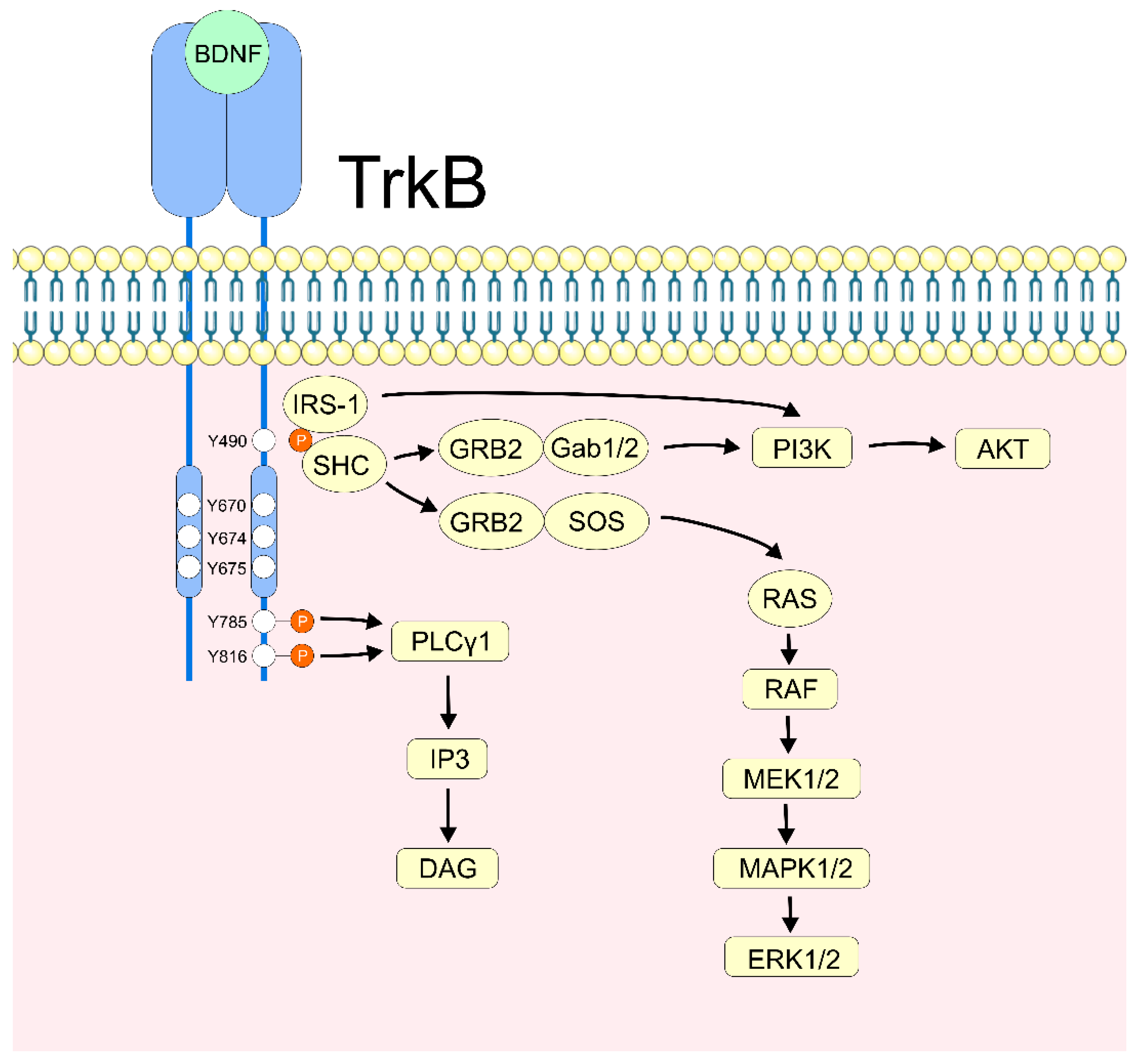 Ijms 26 04926 g002 Ijms 26 04926 g002