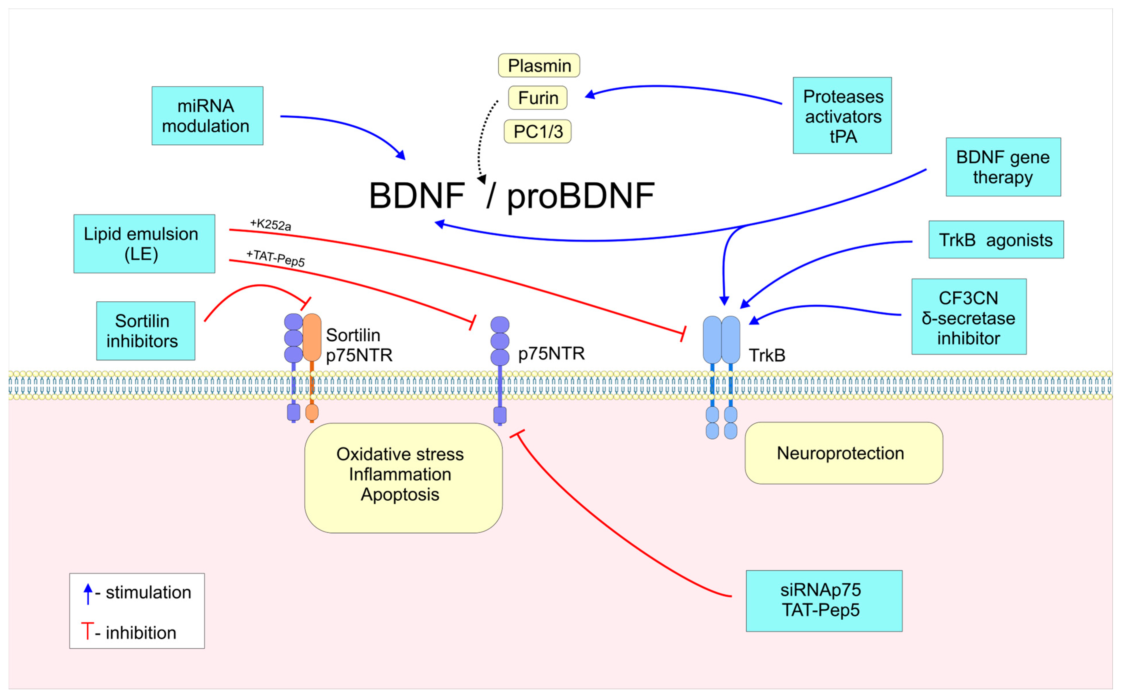 Ijms 26 04926 g003 Ijms 26 04926 g003