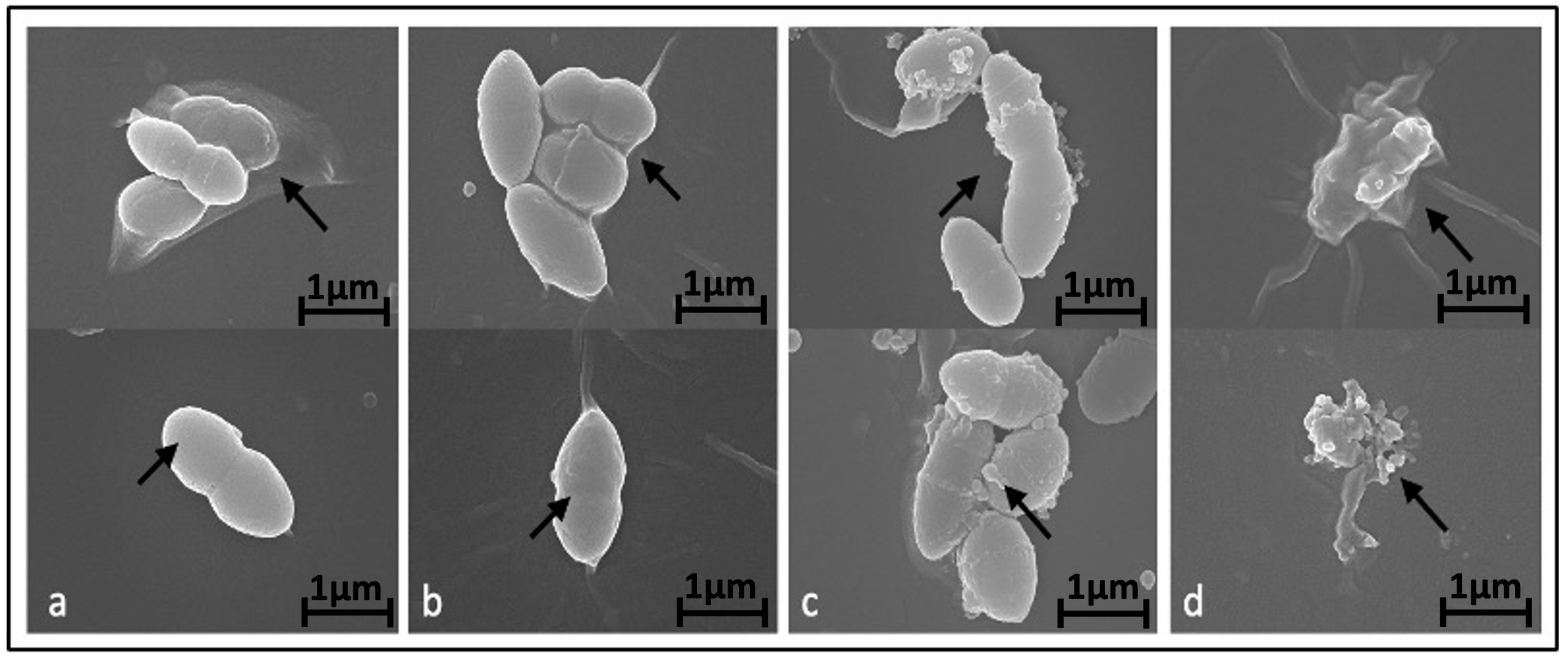 Ijms 26 05003 g002