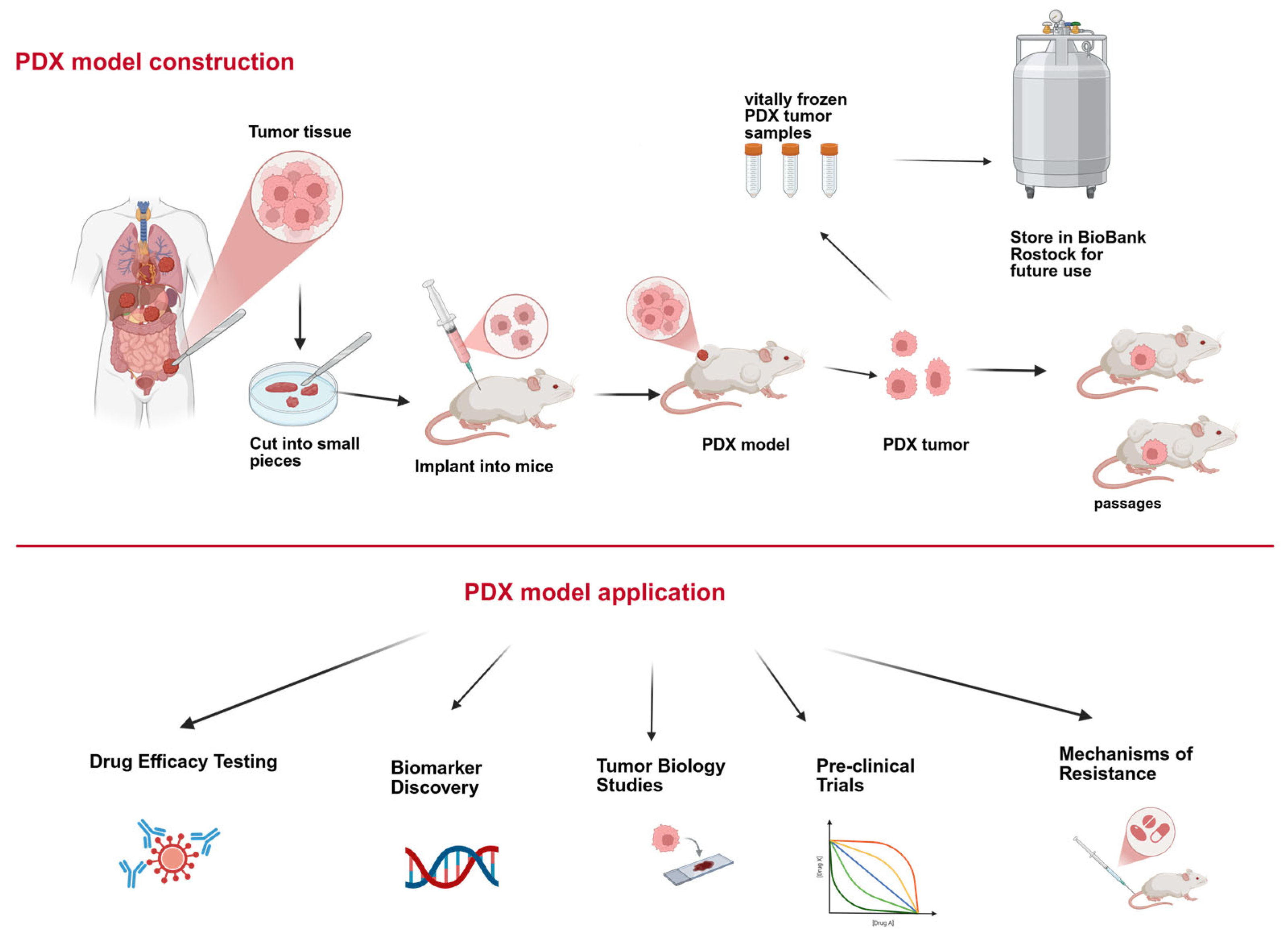 Mutational Patterns in Colorectal Cancer: Do PDX Models Retain the ...
