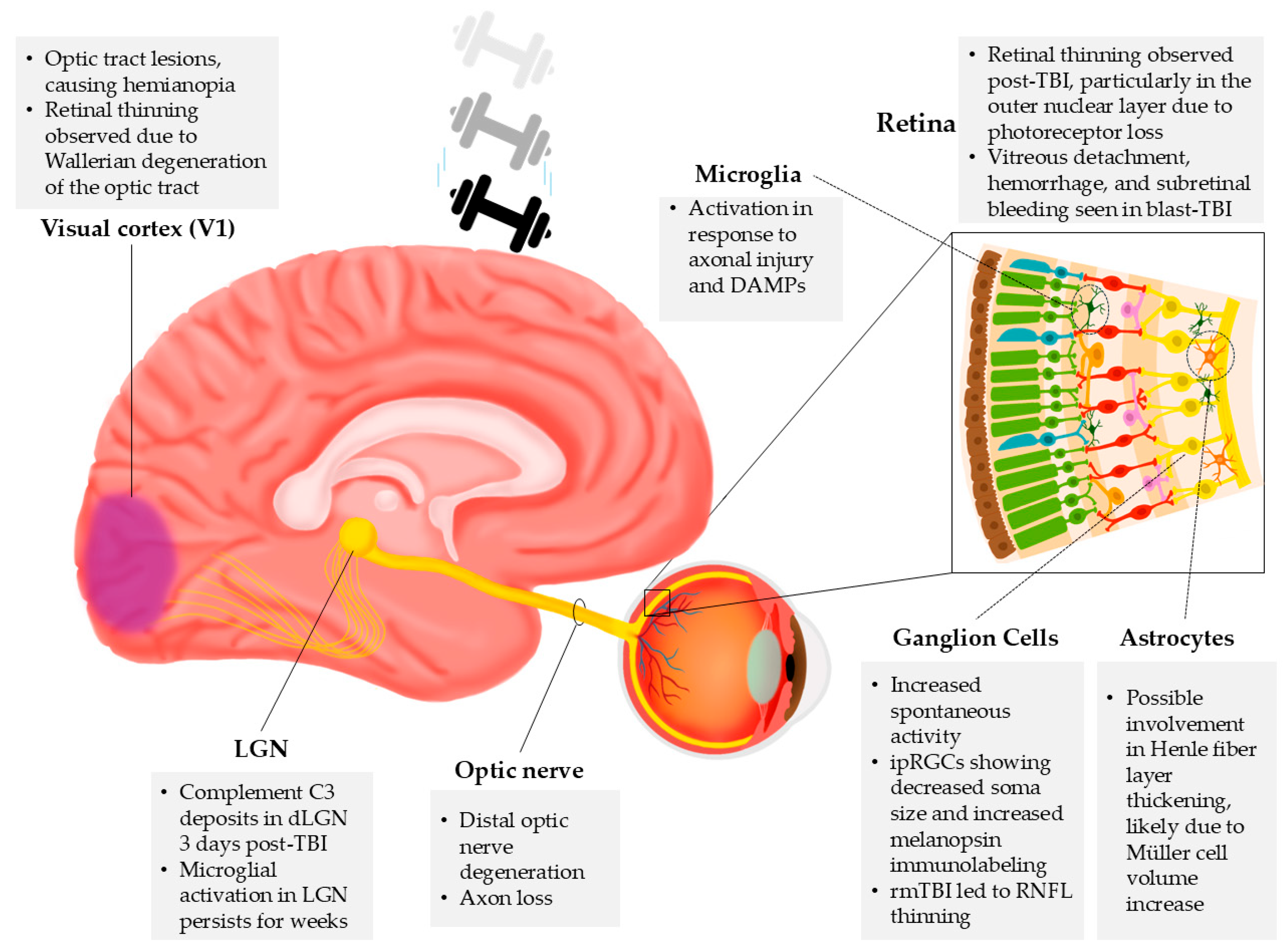 Ijms 26 05171 g003 Ijms 26 05171 g003