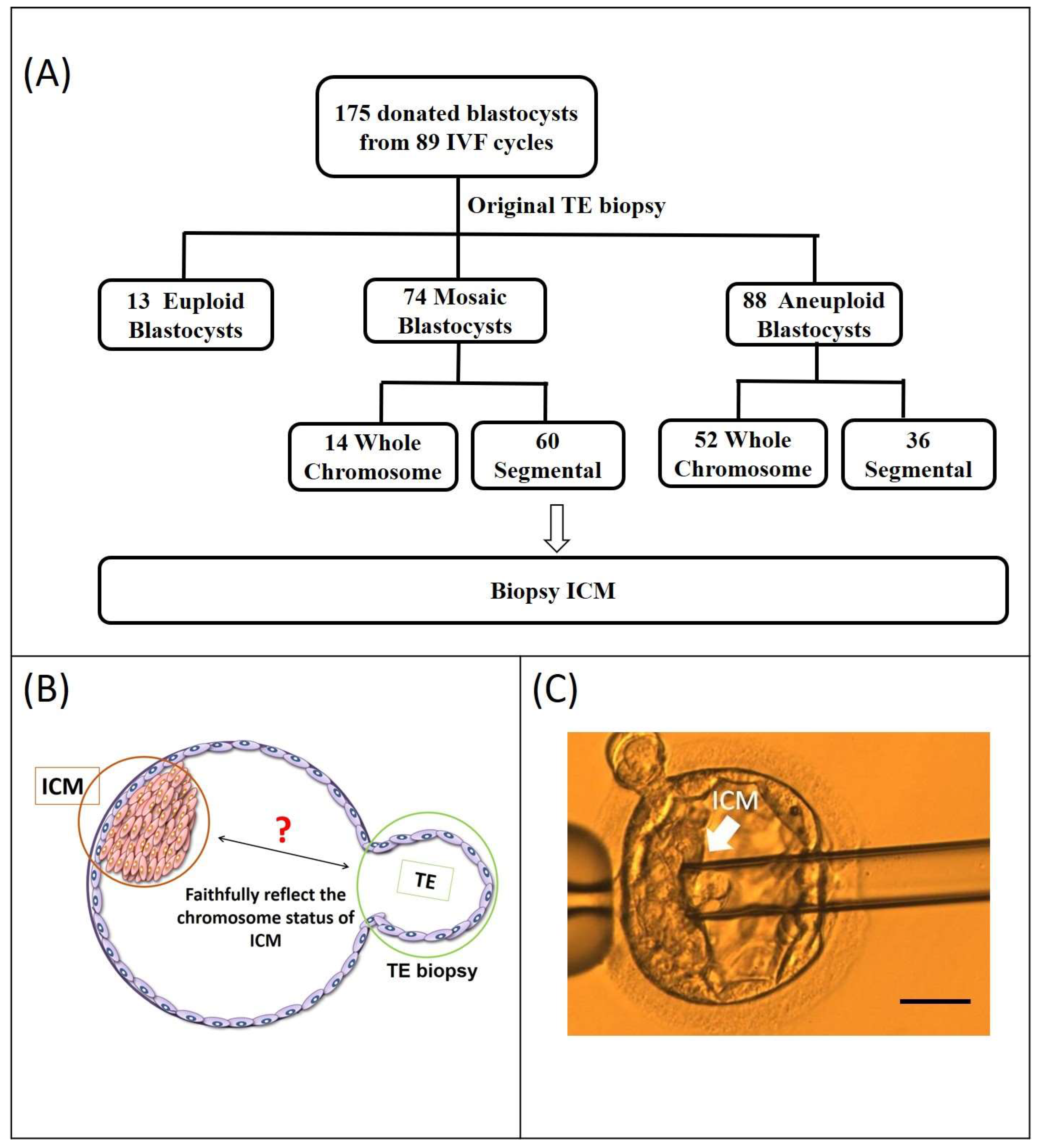 Ijms 26 05284 g001 Ijms 26 05284 g001