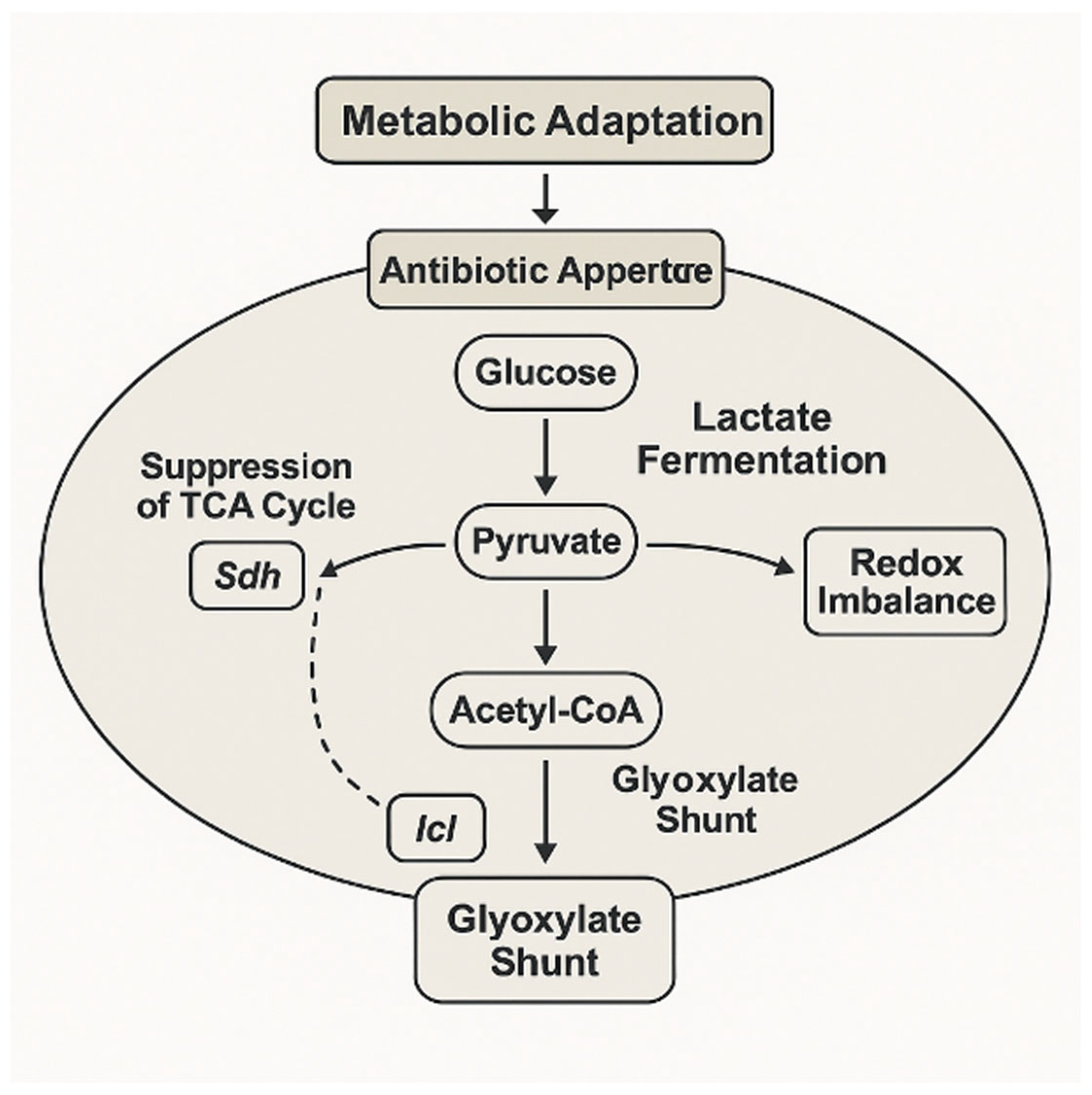 Metabolic Rewiring of Bacterial Pathogens in Response to Antibiotic ...