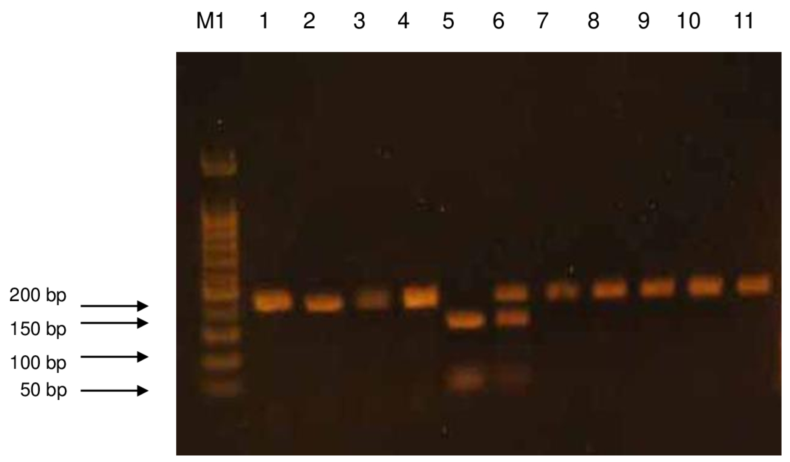 Ijms 26 06540 g003 Ijms 26 06540 g003