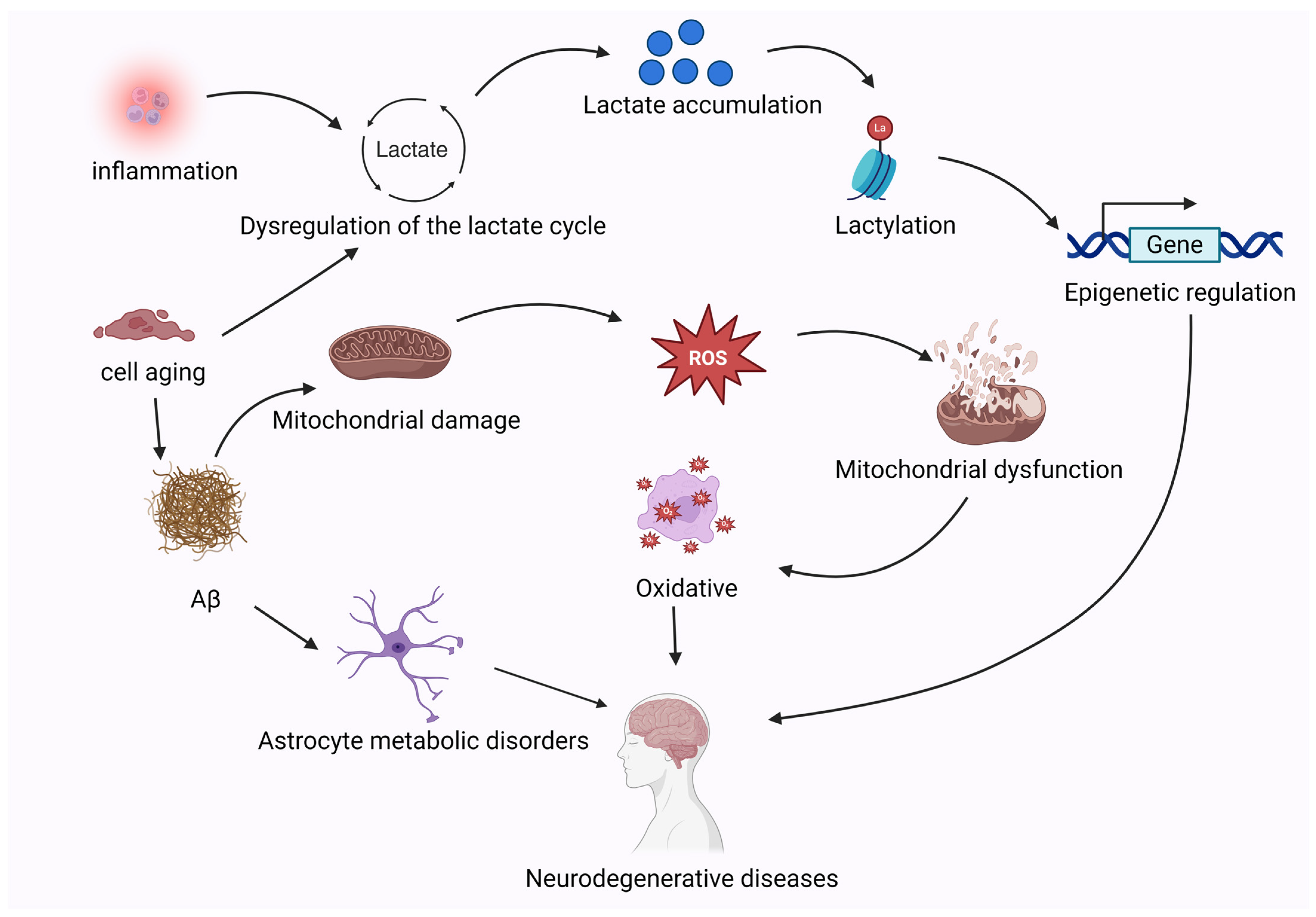The Roles of Lactate and Lactylation in Diseases Related to ... - Reducing Lactate Receptor Stress