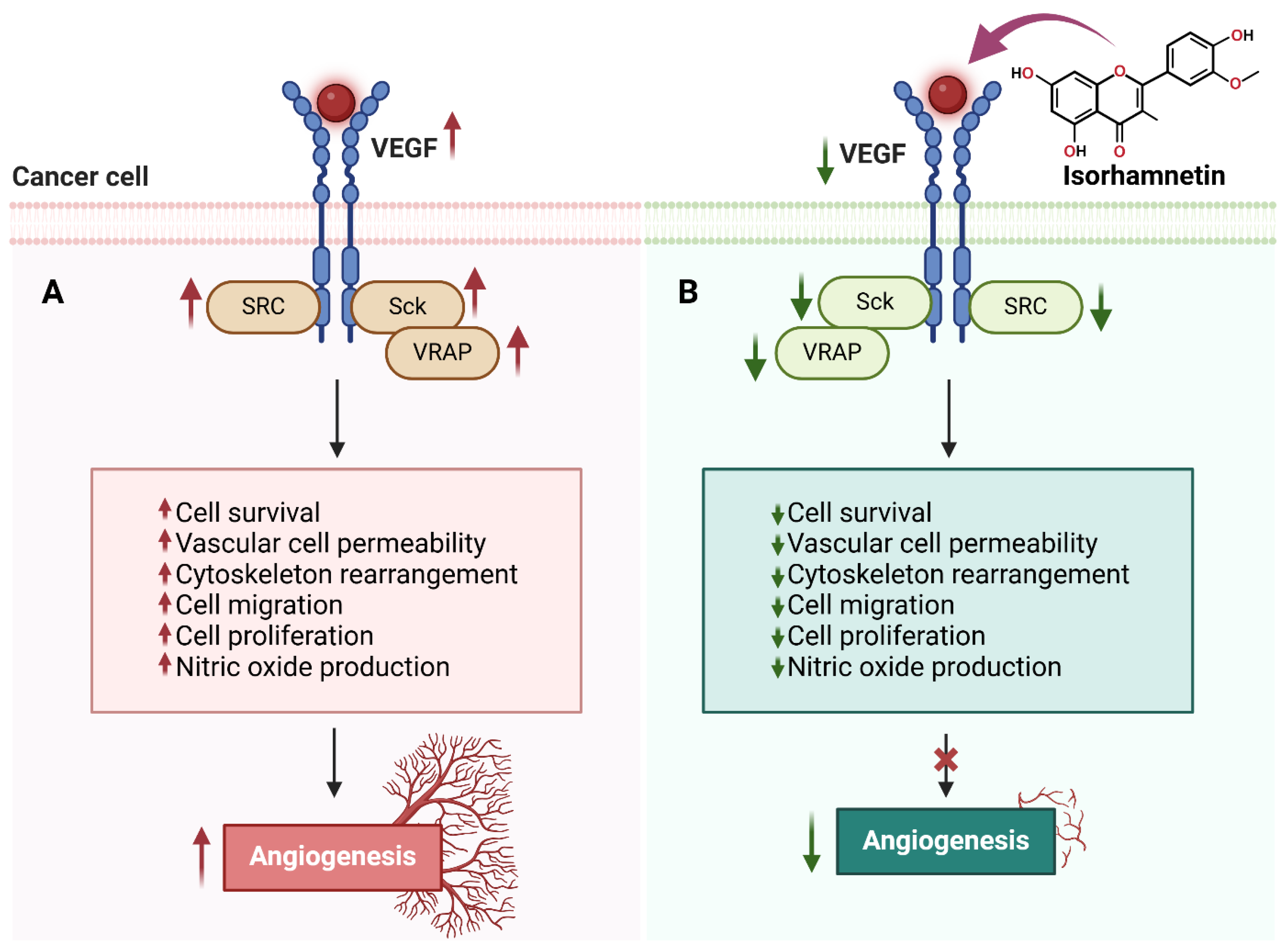 Ijms 26 07381 g004 Ijms 26 07381 g004