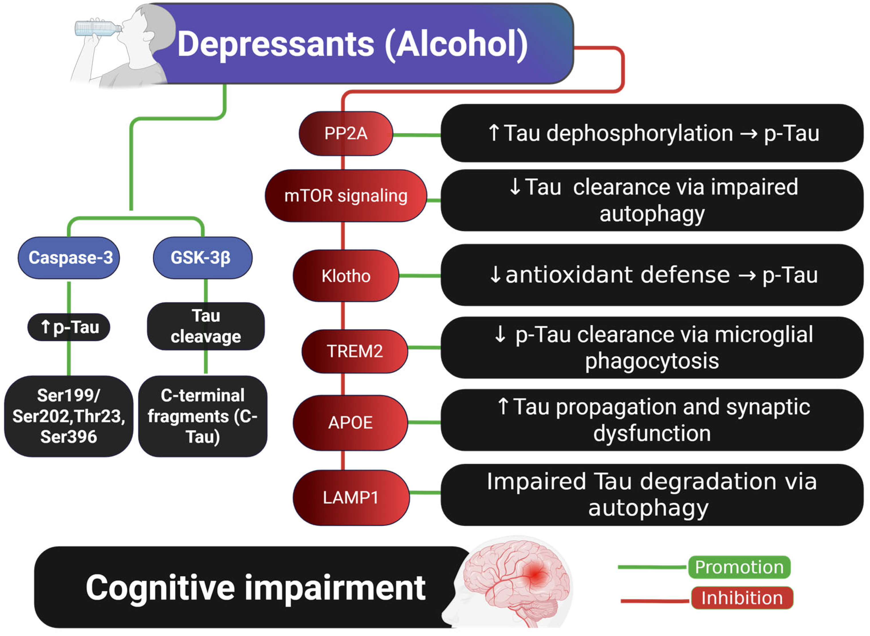 Ijms 26 07638 g002 Ijms 26 07638 g002