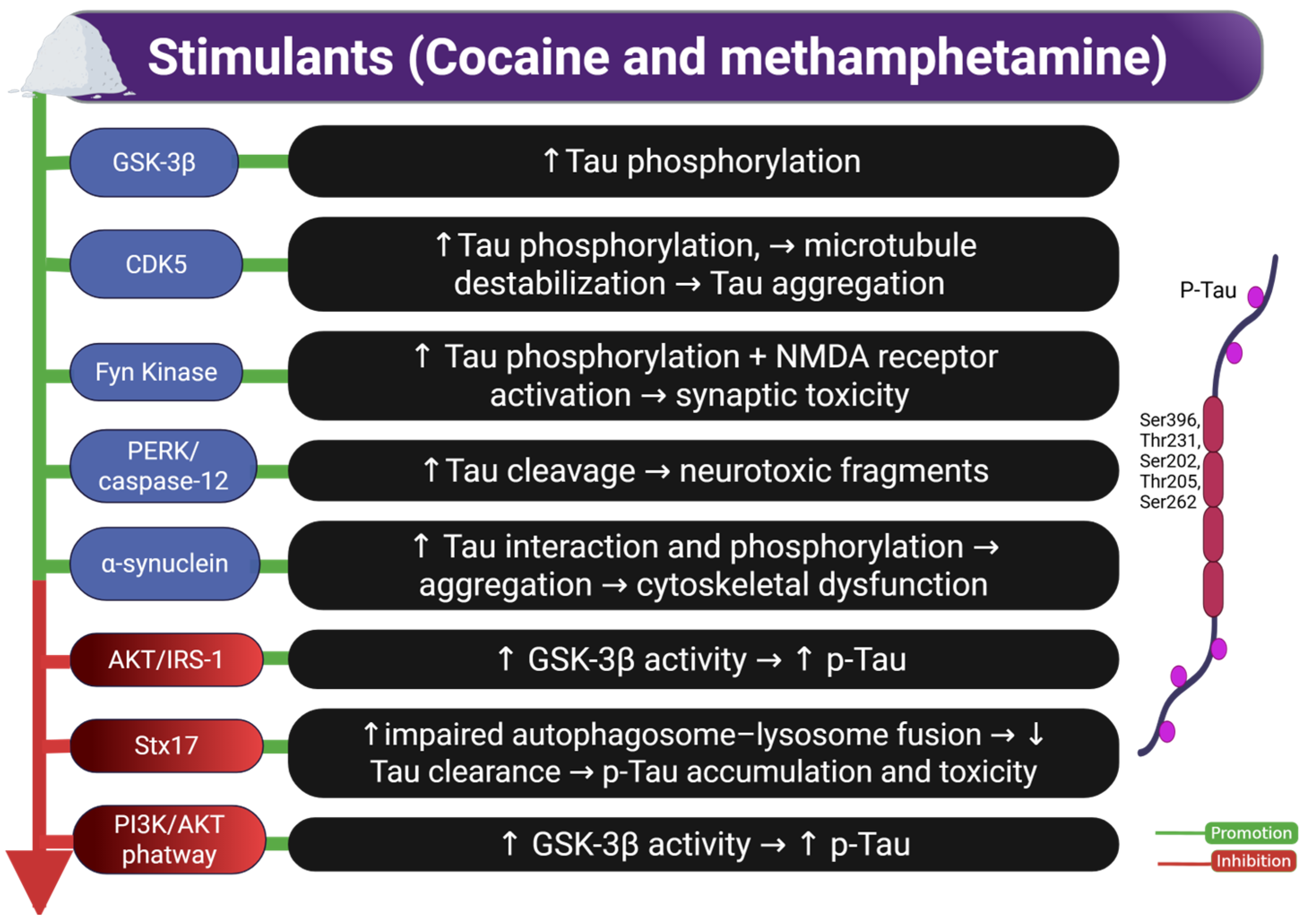 Ijms 26 07638 g003 Ijms 26 07638 g003