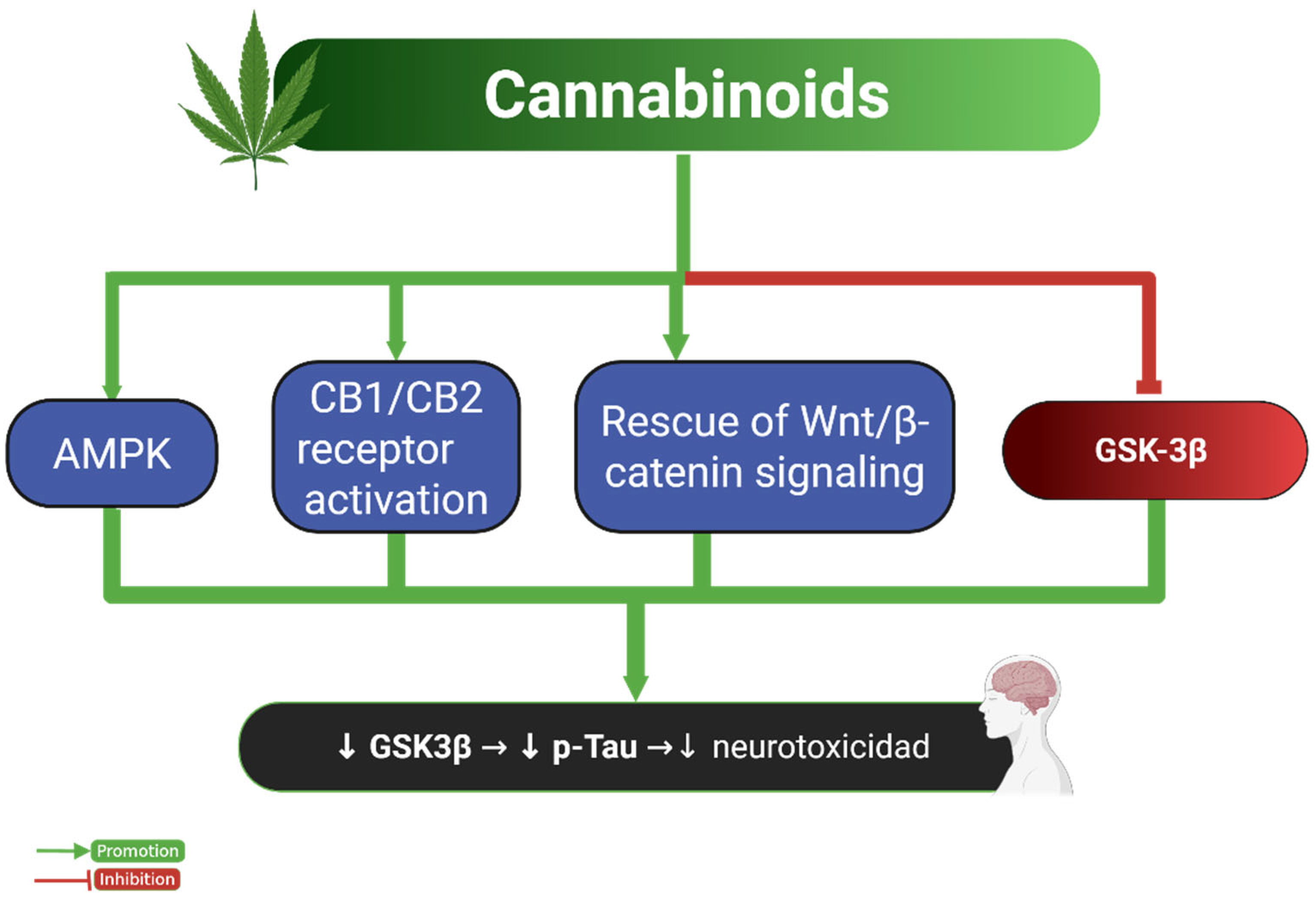 Ijms 26 07638 g004 Ijms 26 07638 g004