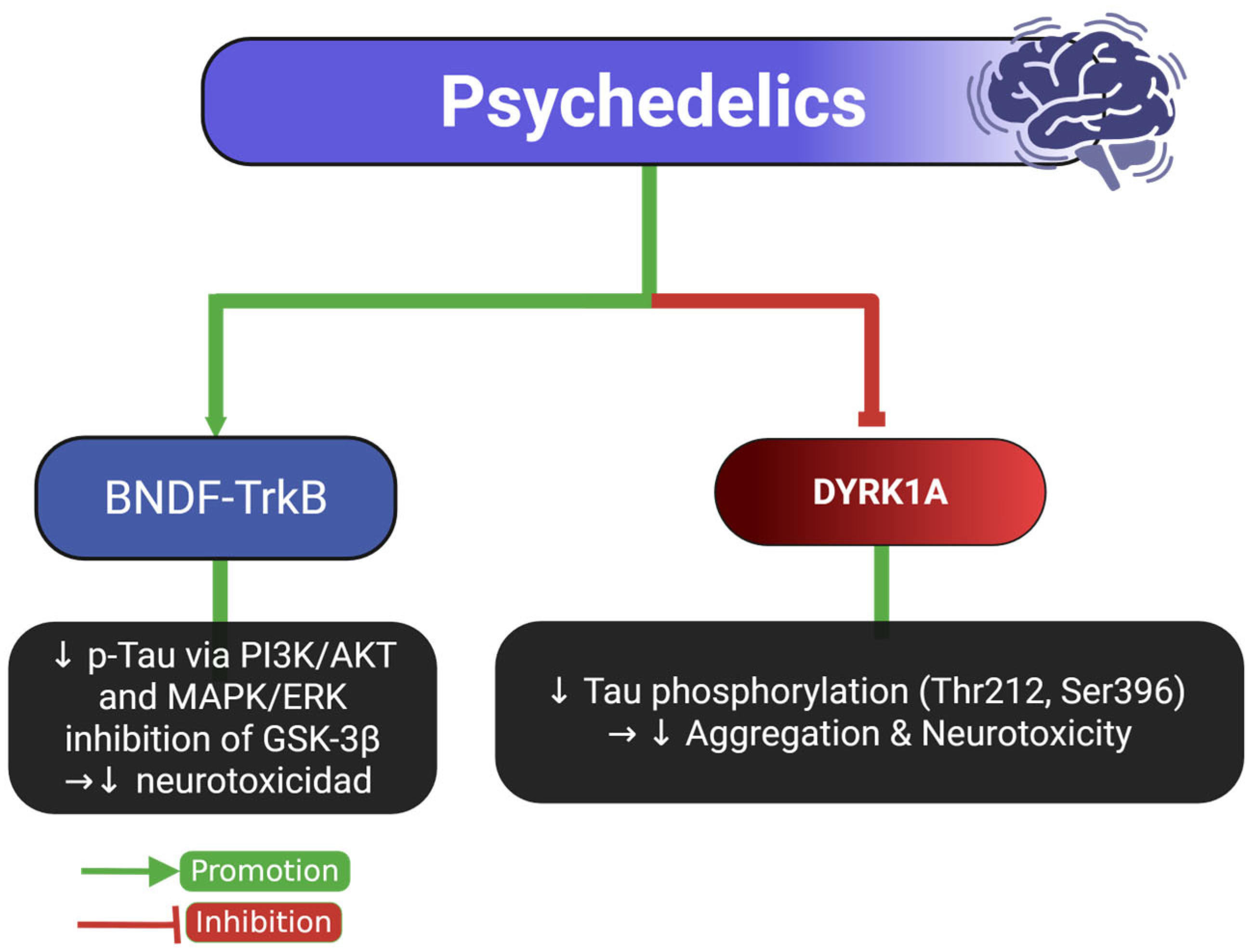 Ijms 26 07638 g007 Ijms 26 07638 g007