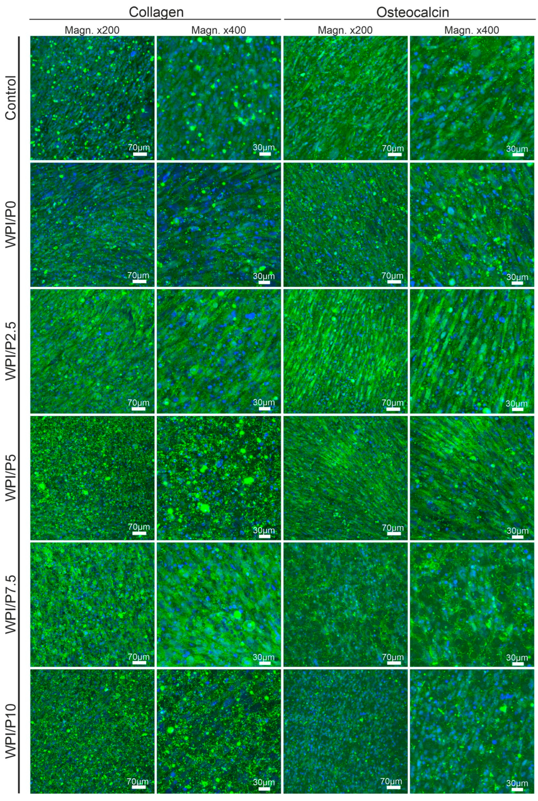 Ijms 26 07939 g012 Ijms 26 07939 g012