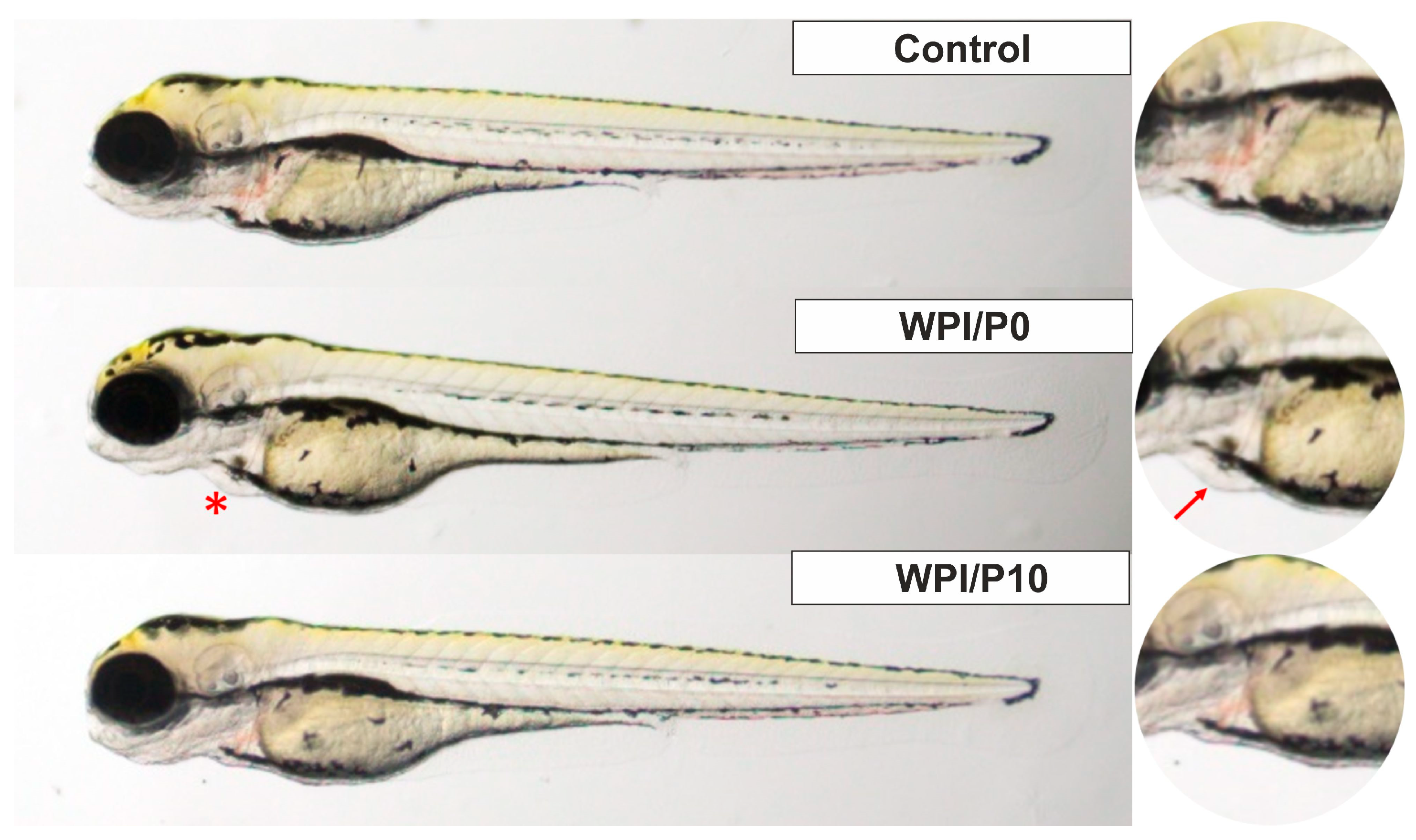 Ijms 26 07939 g015 Ijms 26 07939 g015