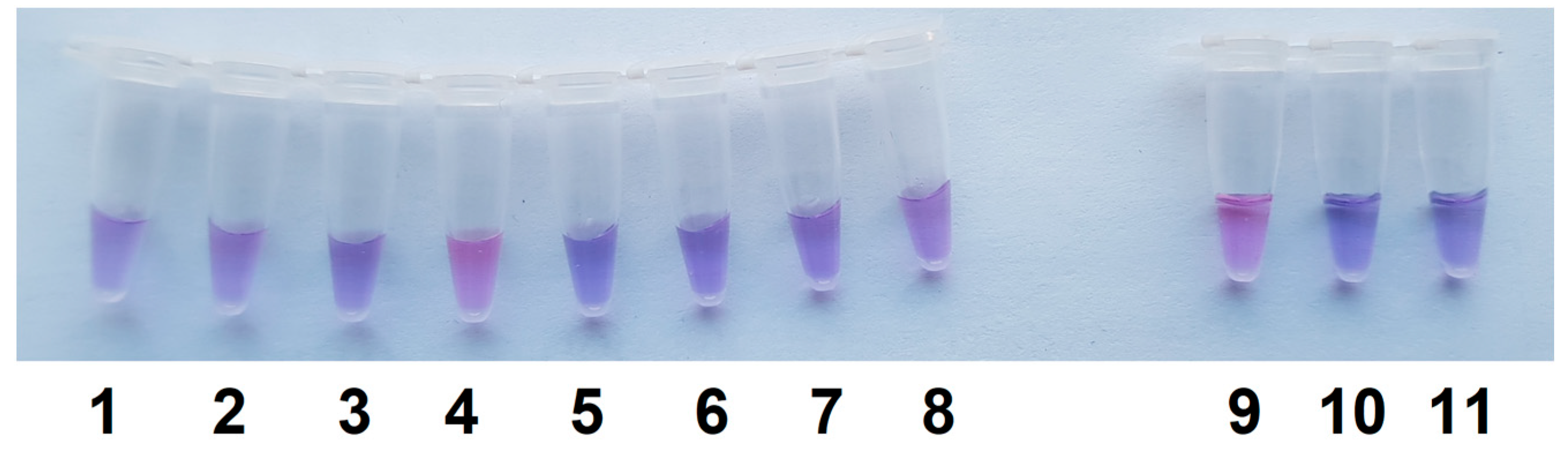 Ijms 26 08014 g007 Ijms 26 08014 g007