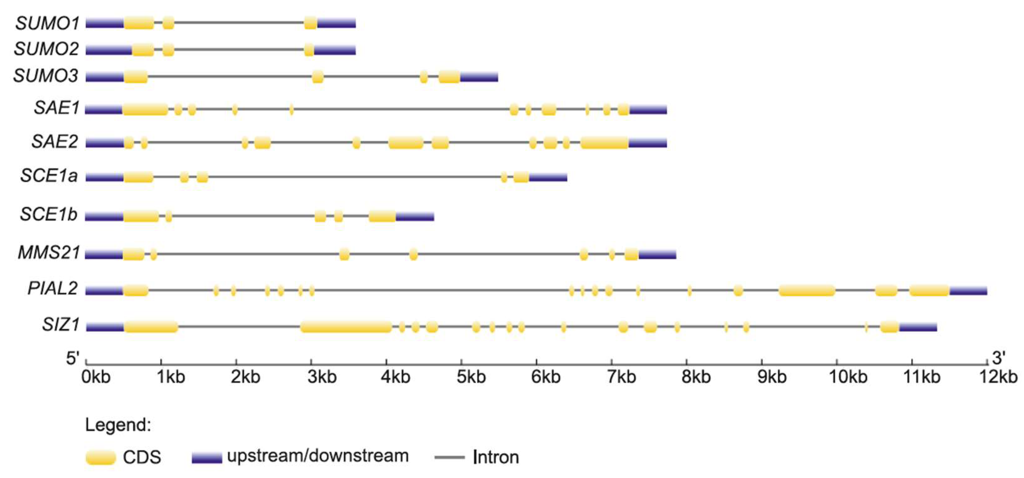 Ijms 26 08133 g002 Ijms 26 08133 g002