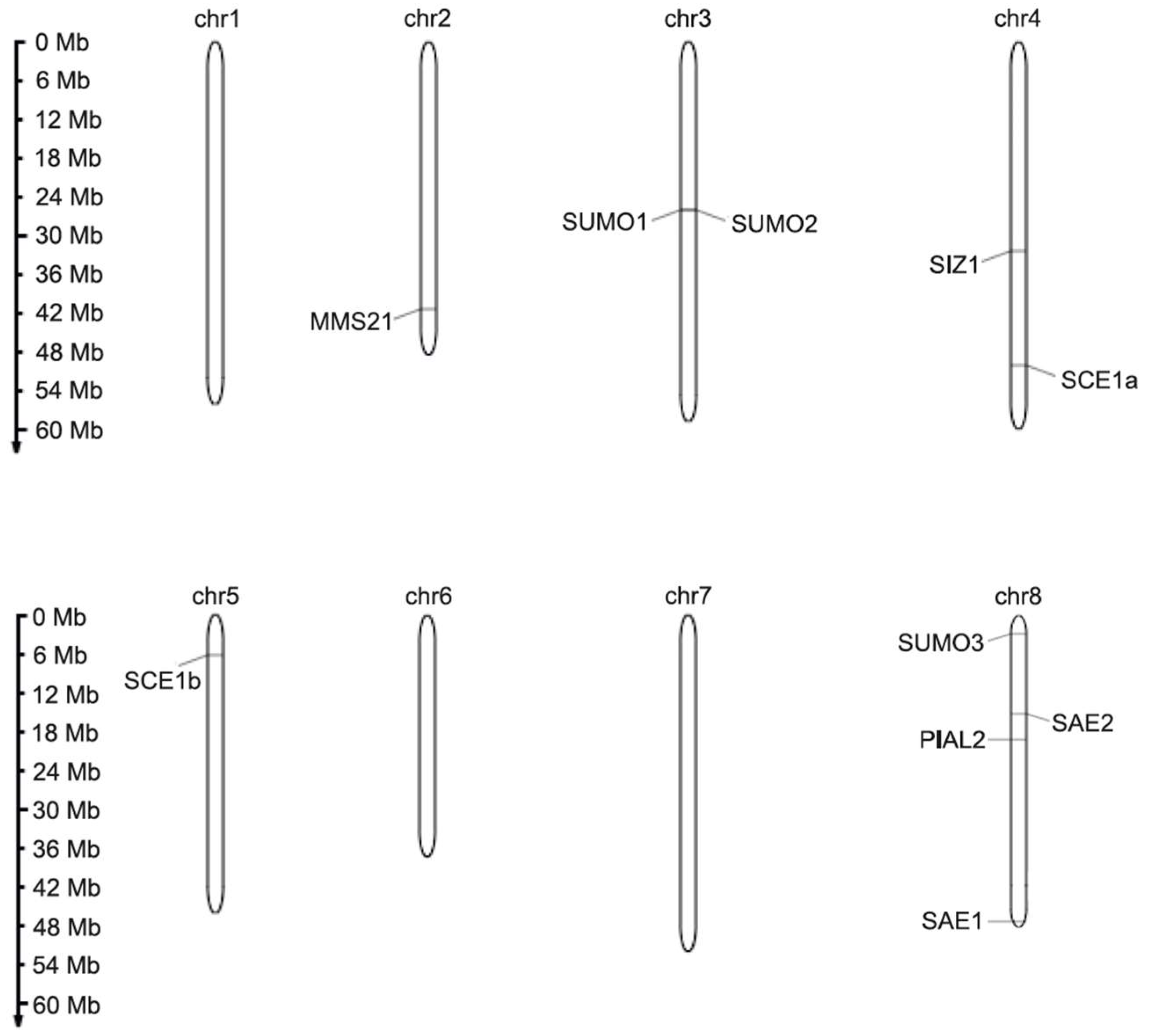 Ijms 26 08133 g004 Ijms 26 08133 g004