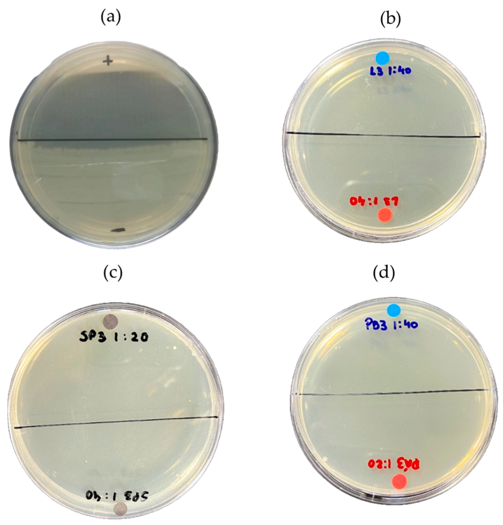 Ijms 26 08251 g010 Ijms 26 08251 g010